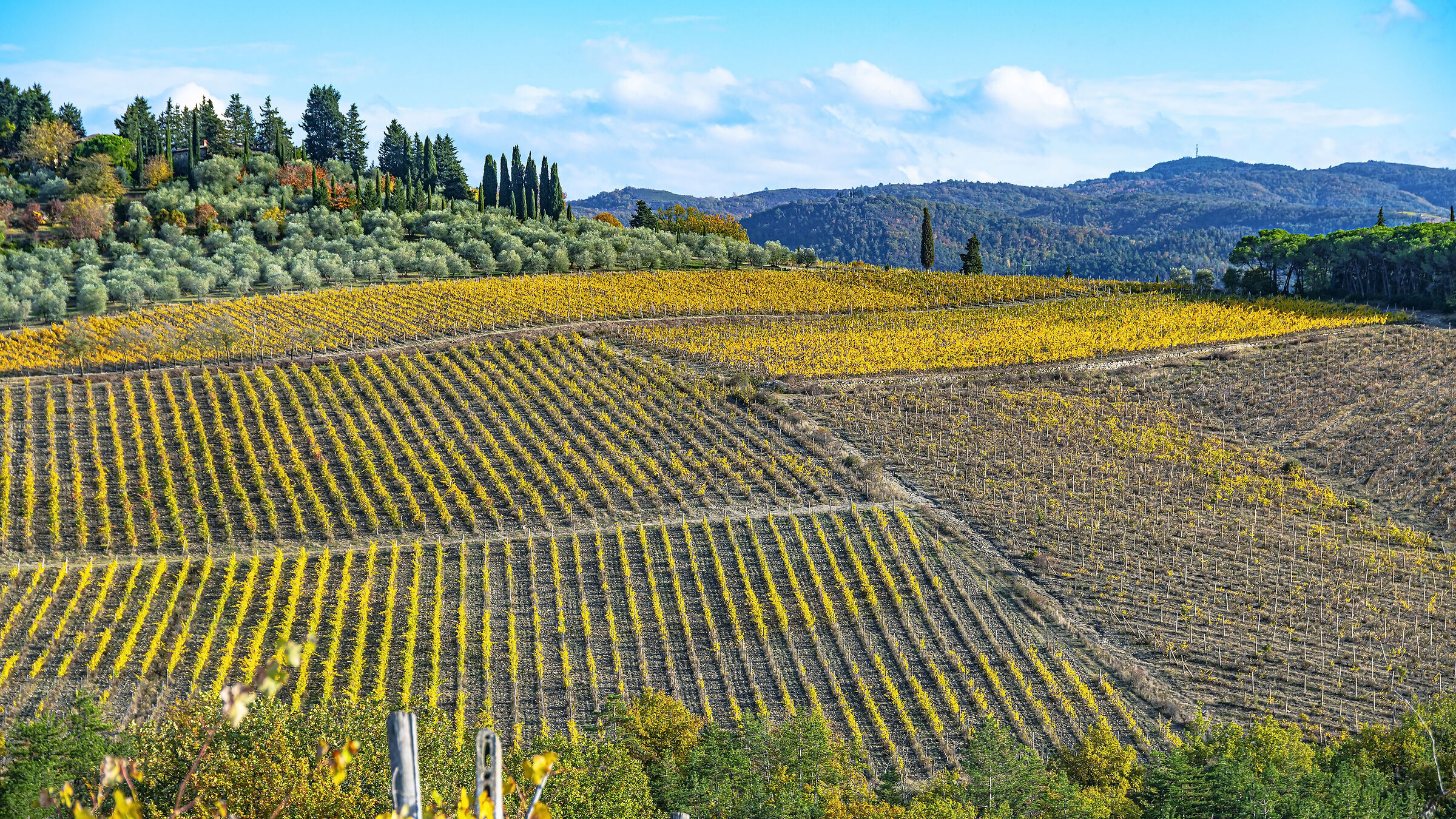 Vineyards of Vicchio...