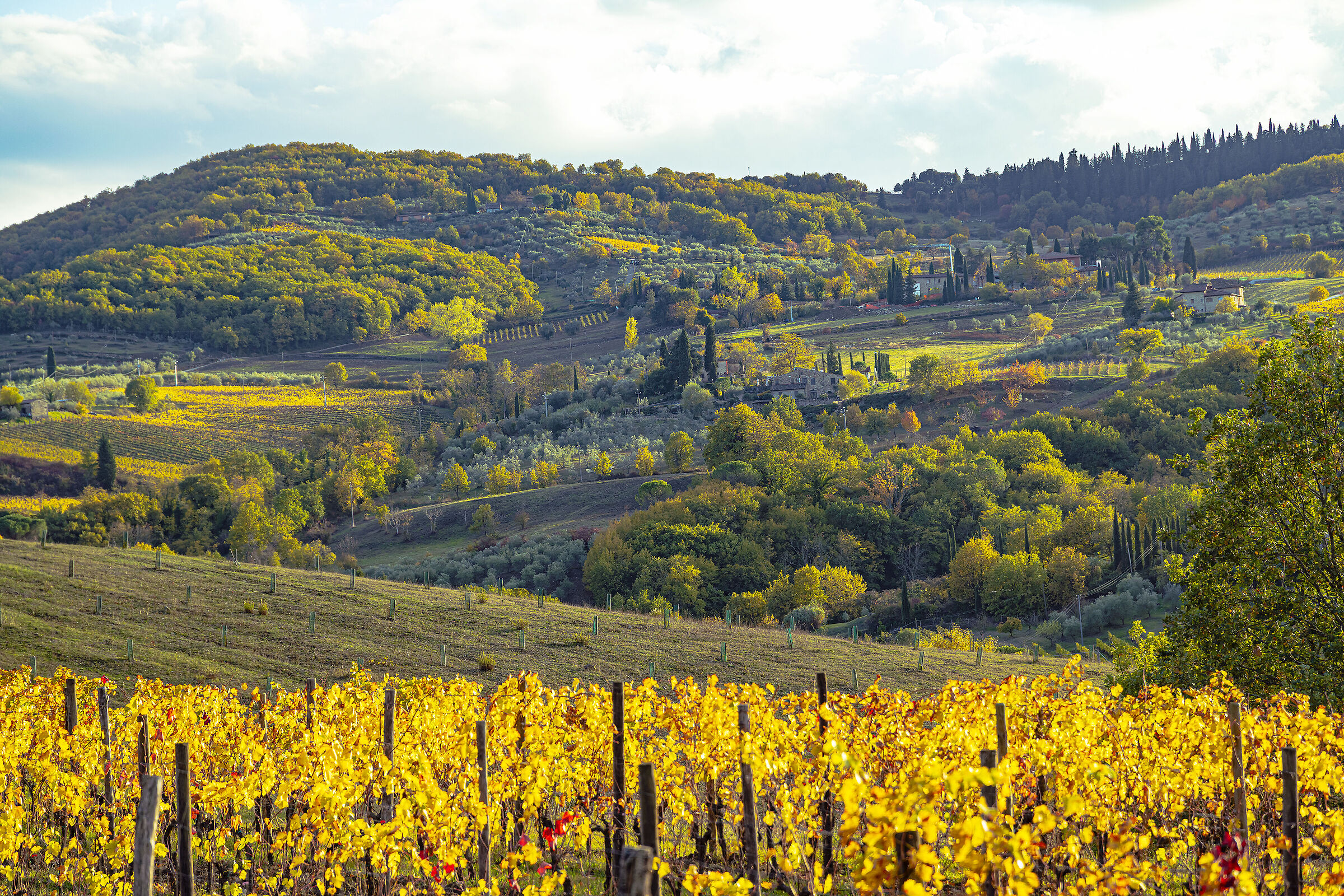 Vineyards in the hills in Lamole...