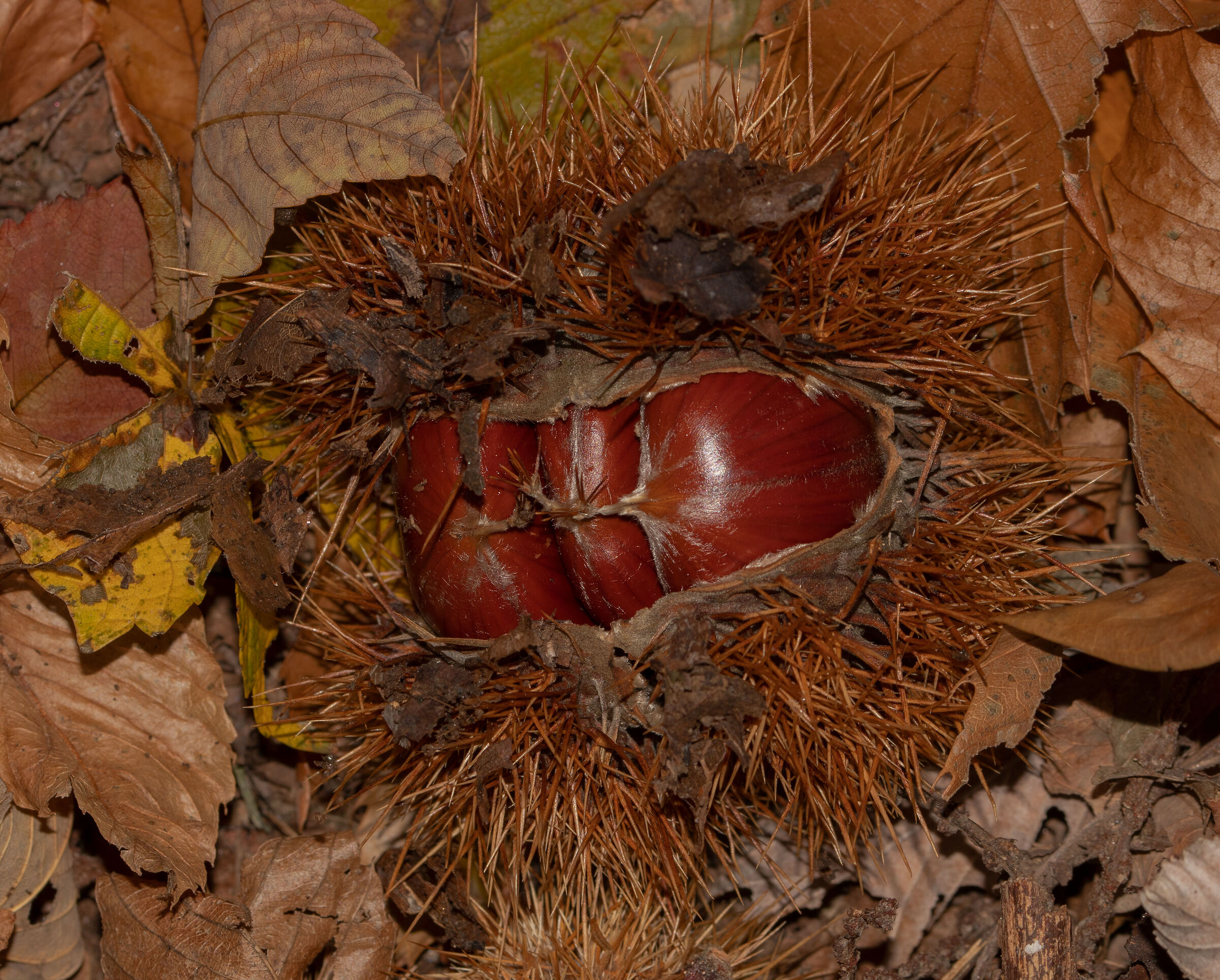3 chestnuts in the hedgehog 11/11/2021...