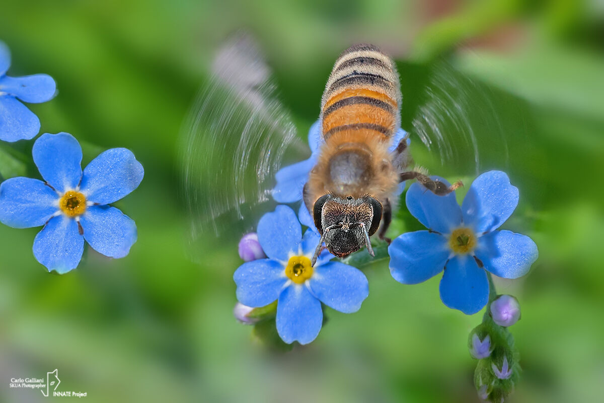 The speed of the wings - Apis mellifera...
