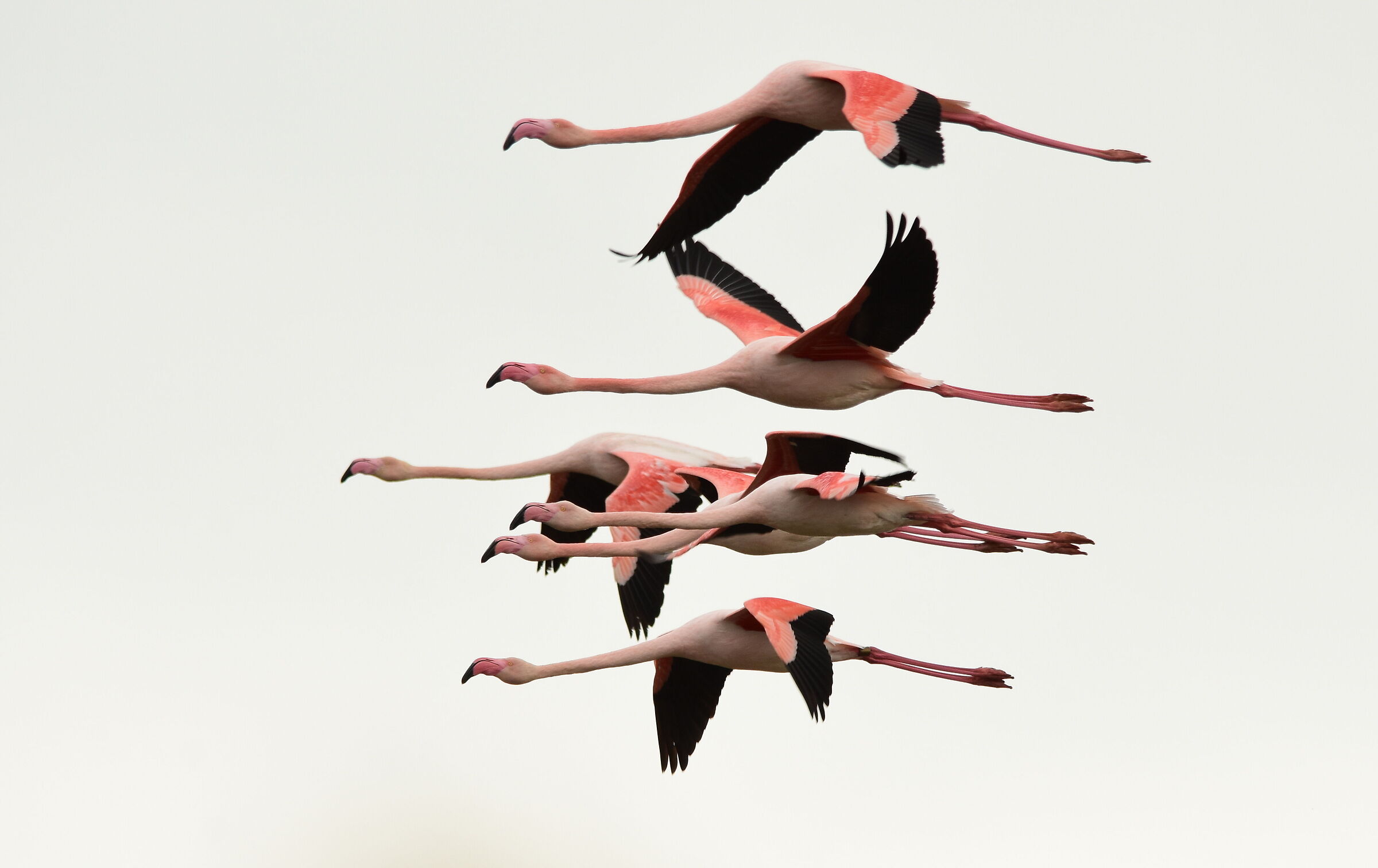 flamingos in flight...