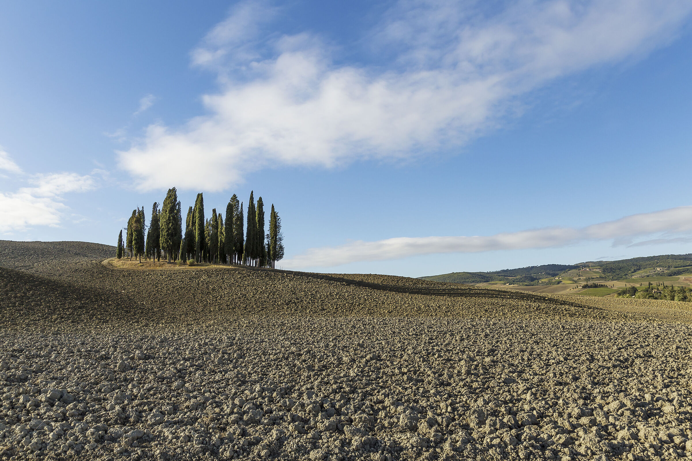 The cypresses of San Quirico....