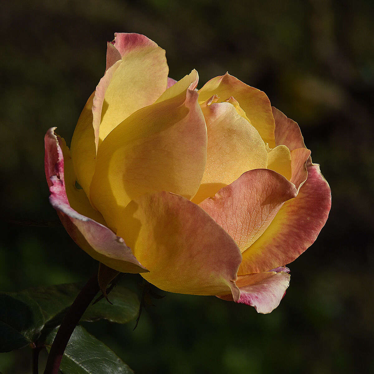 rosa in giardino...