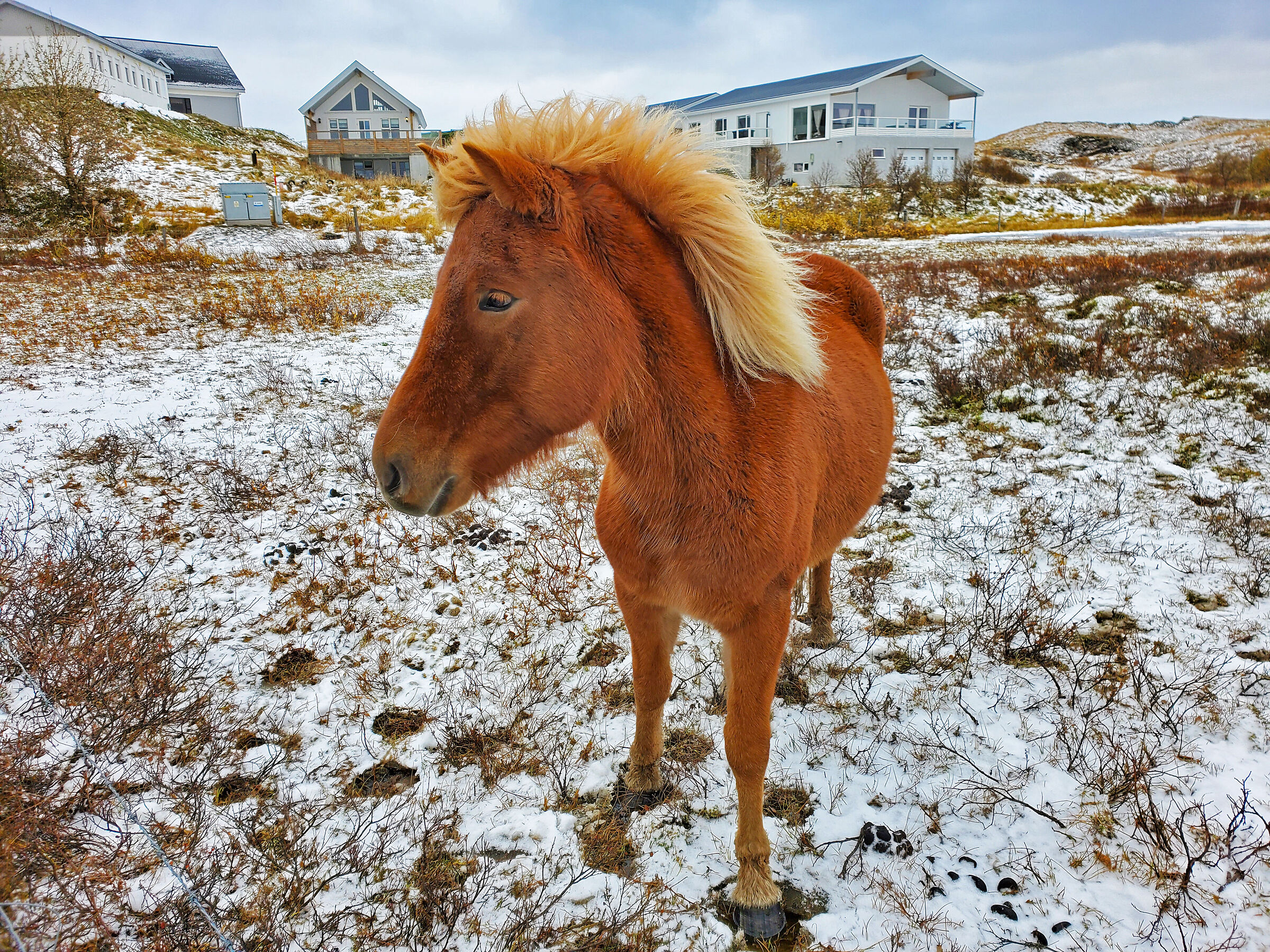 Icelandic horse...
