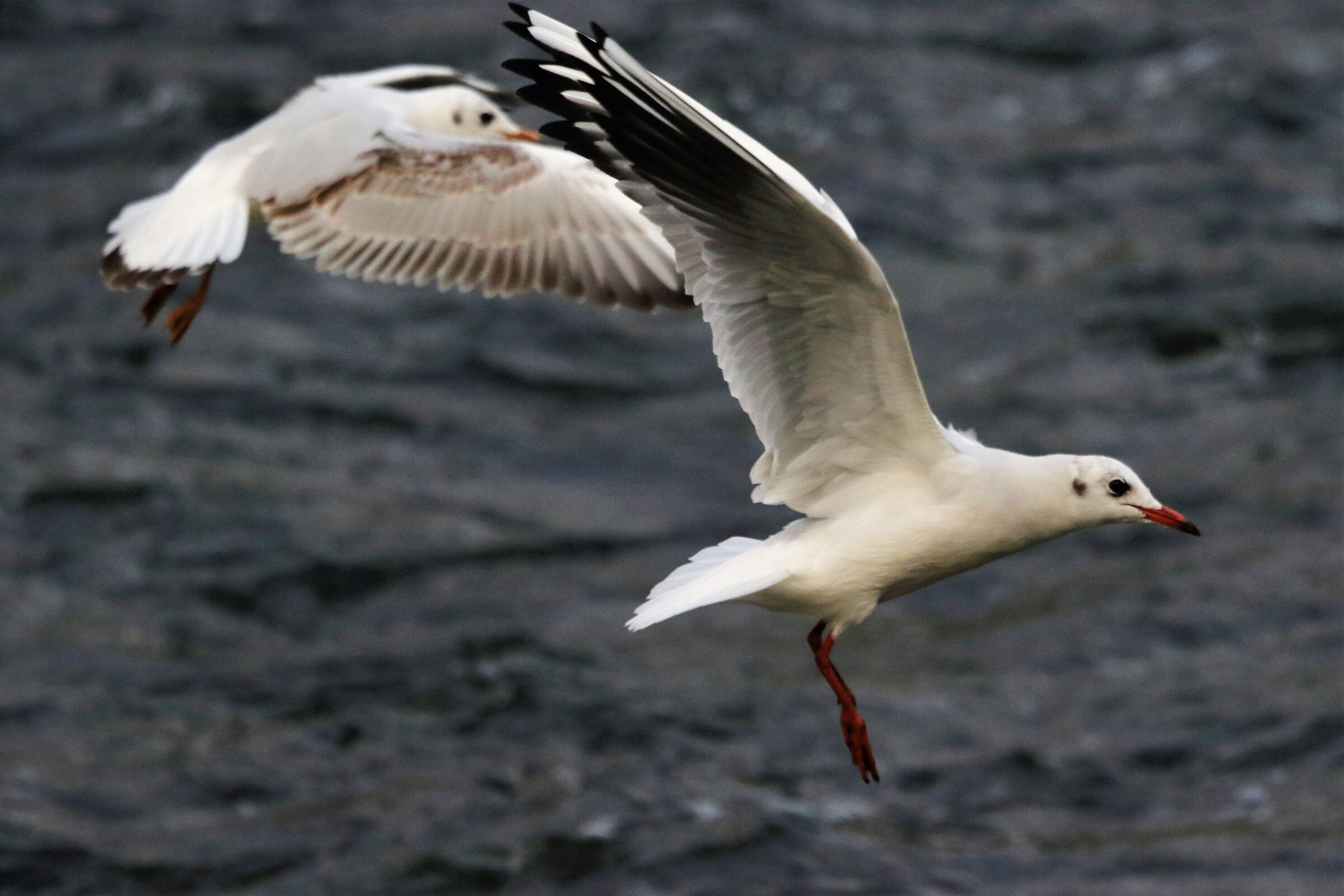 land gull...