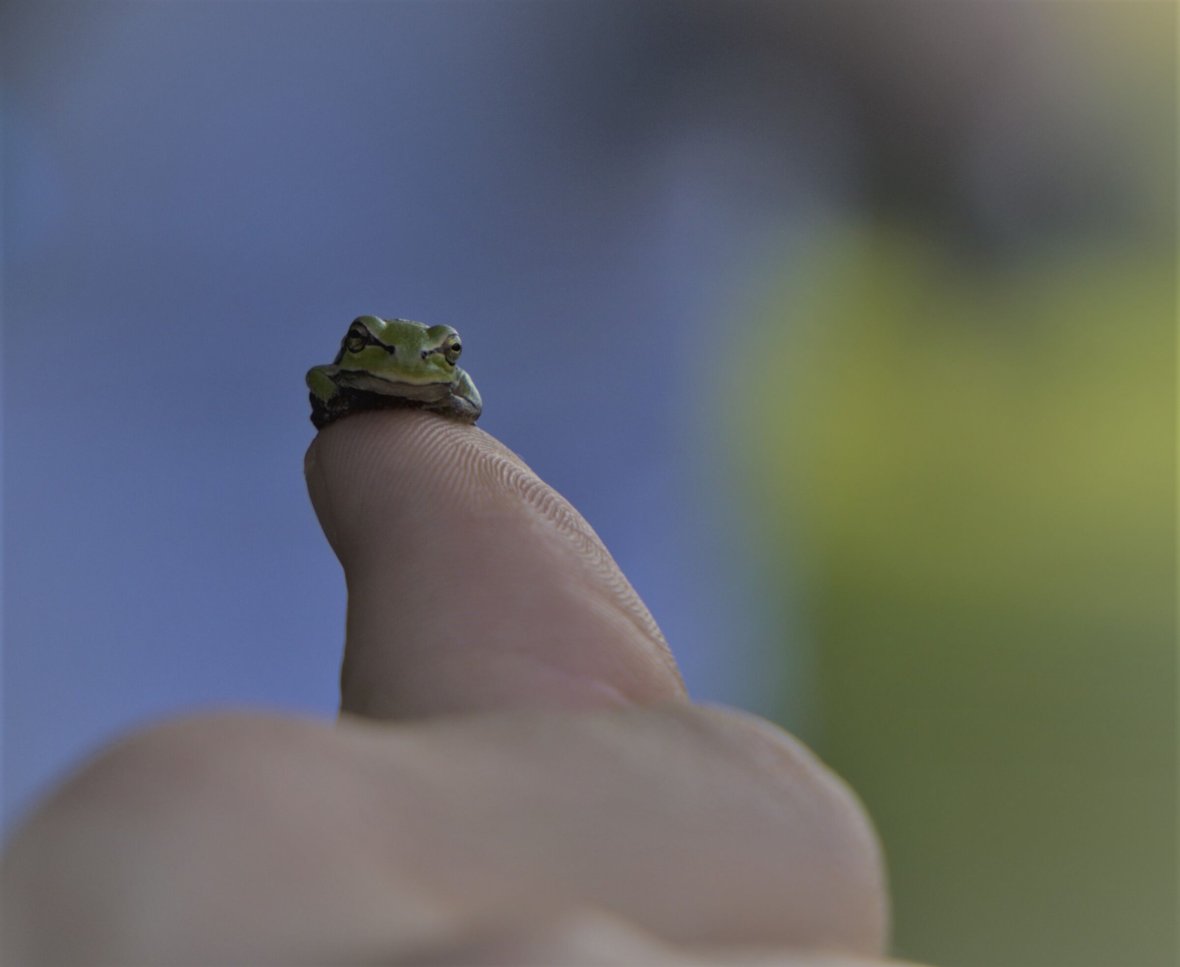 little friend...