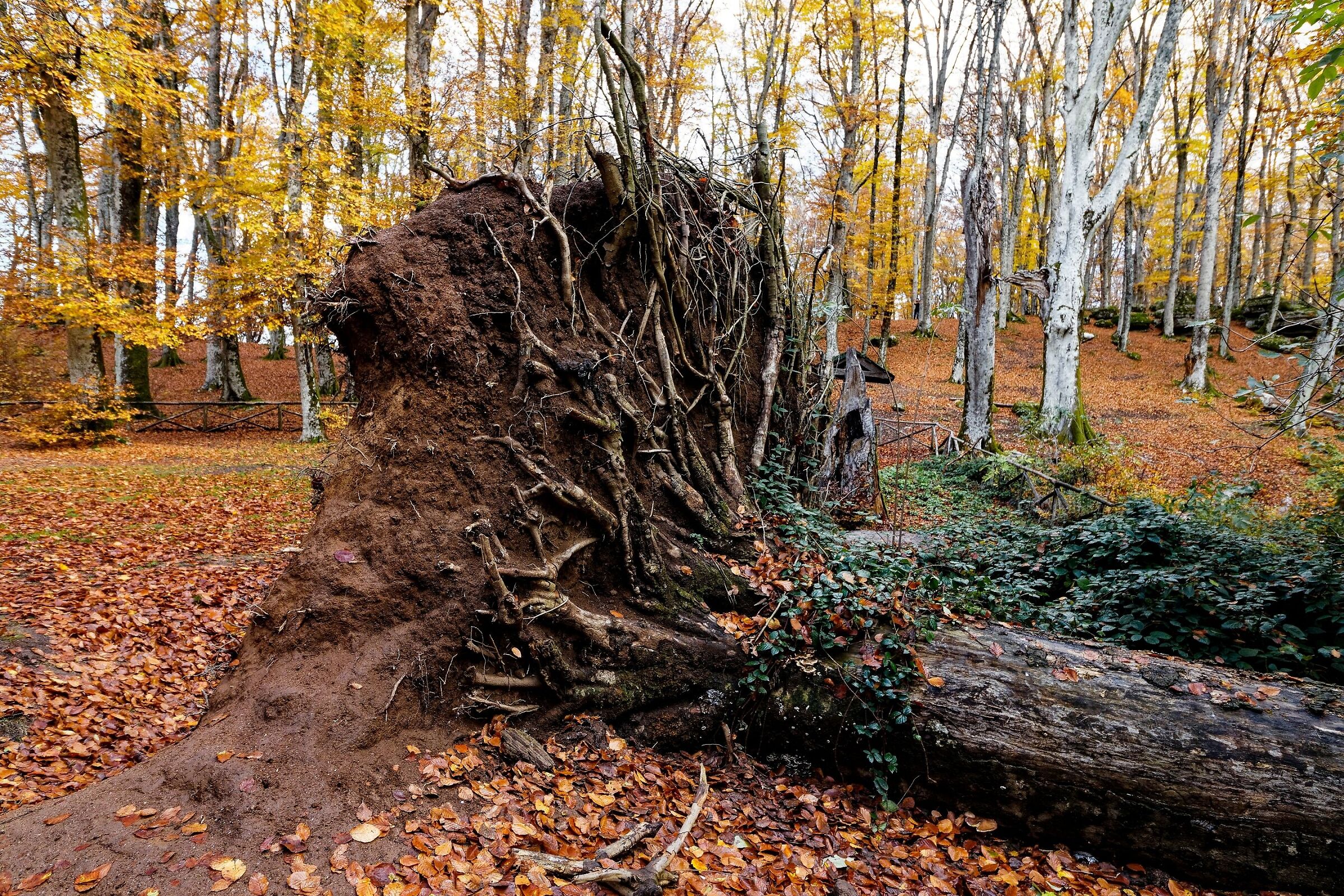 The fallen tree...