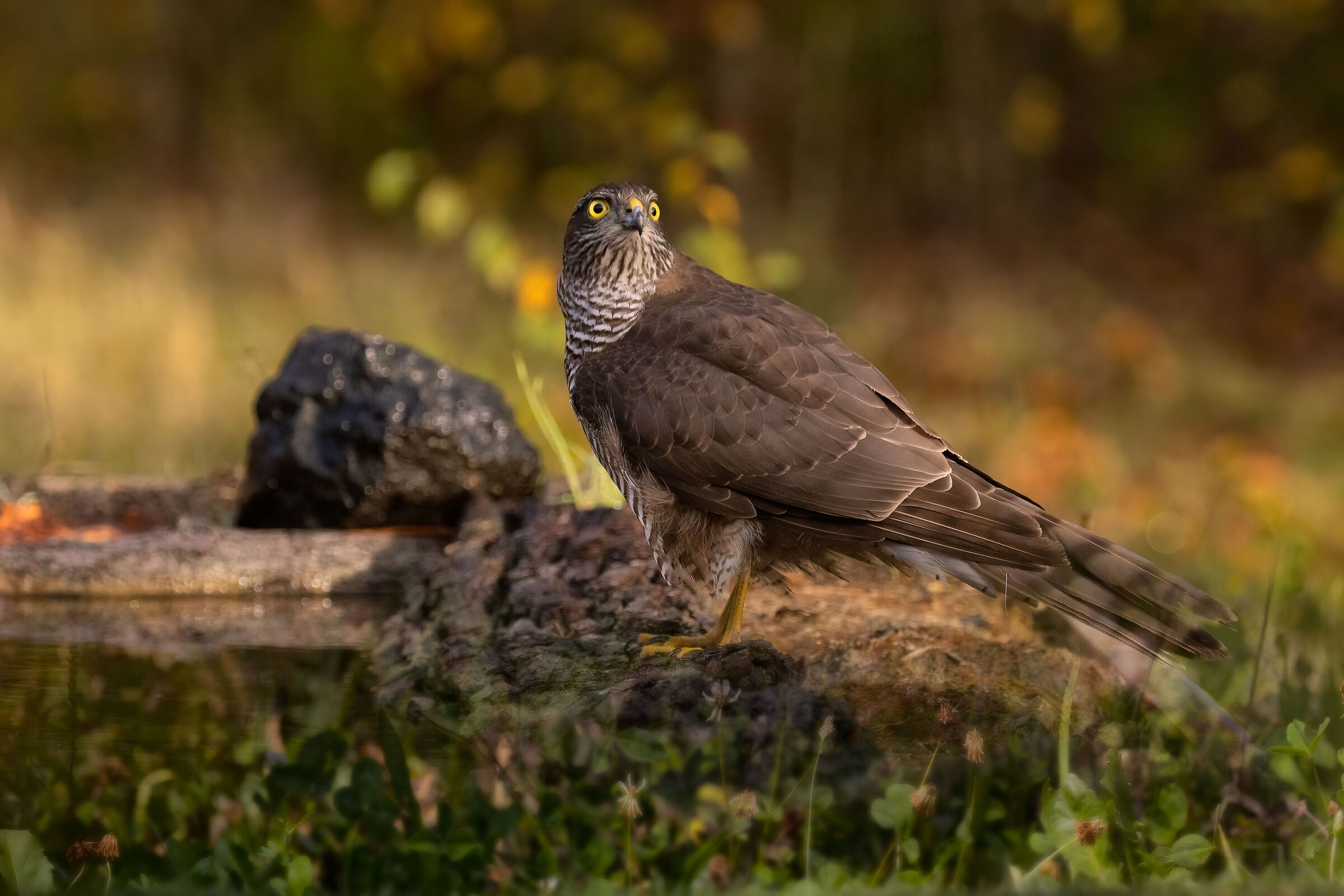 Sparrowhawk ♀ at the puddle...