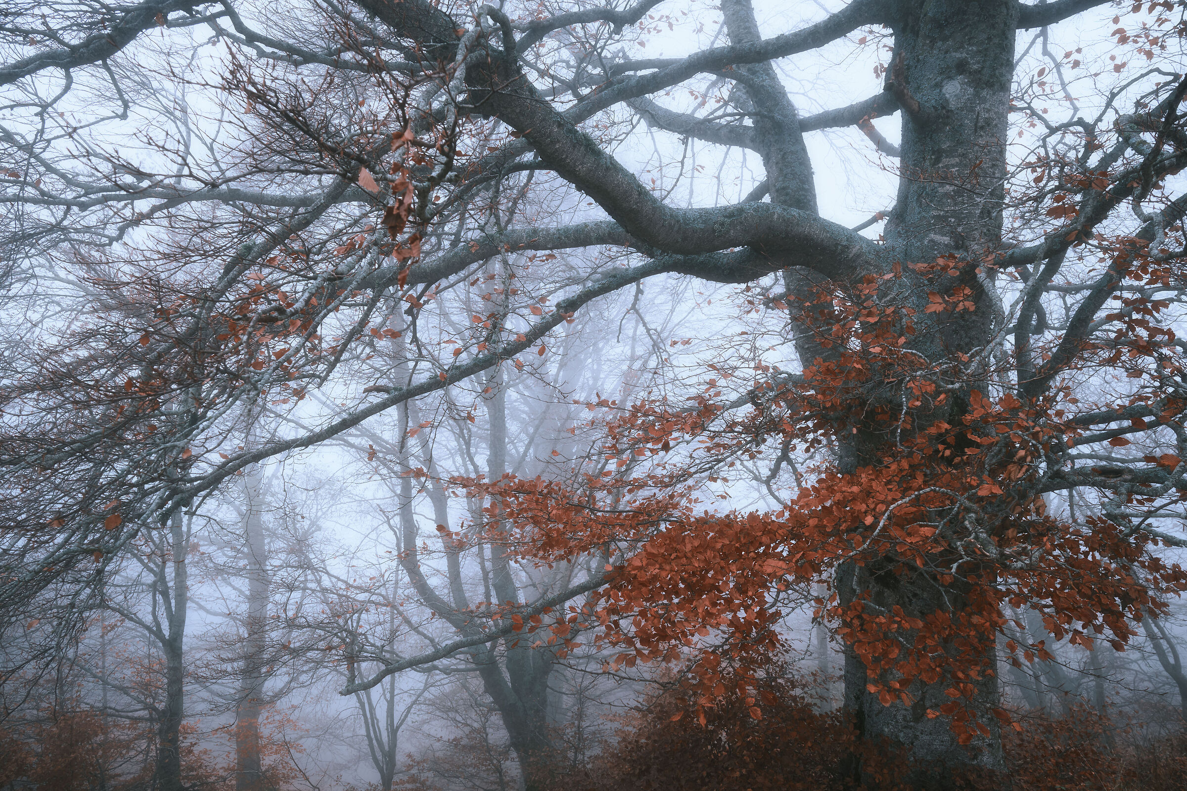 Misty forest n.3...