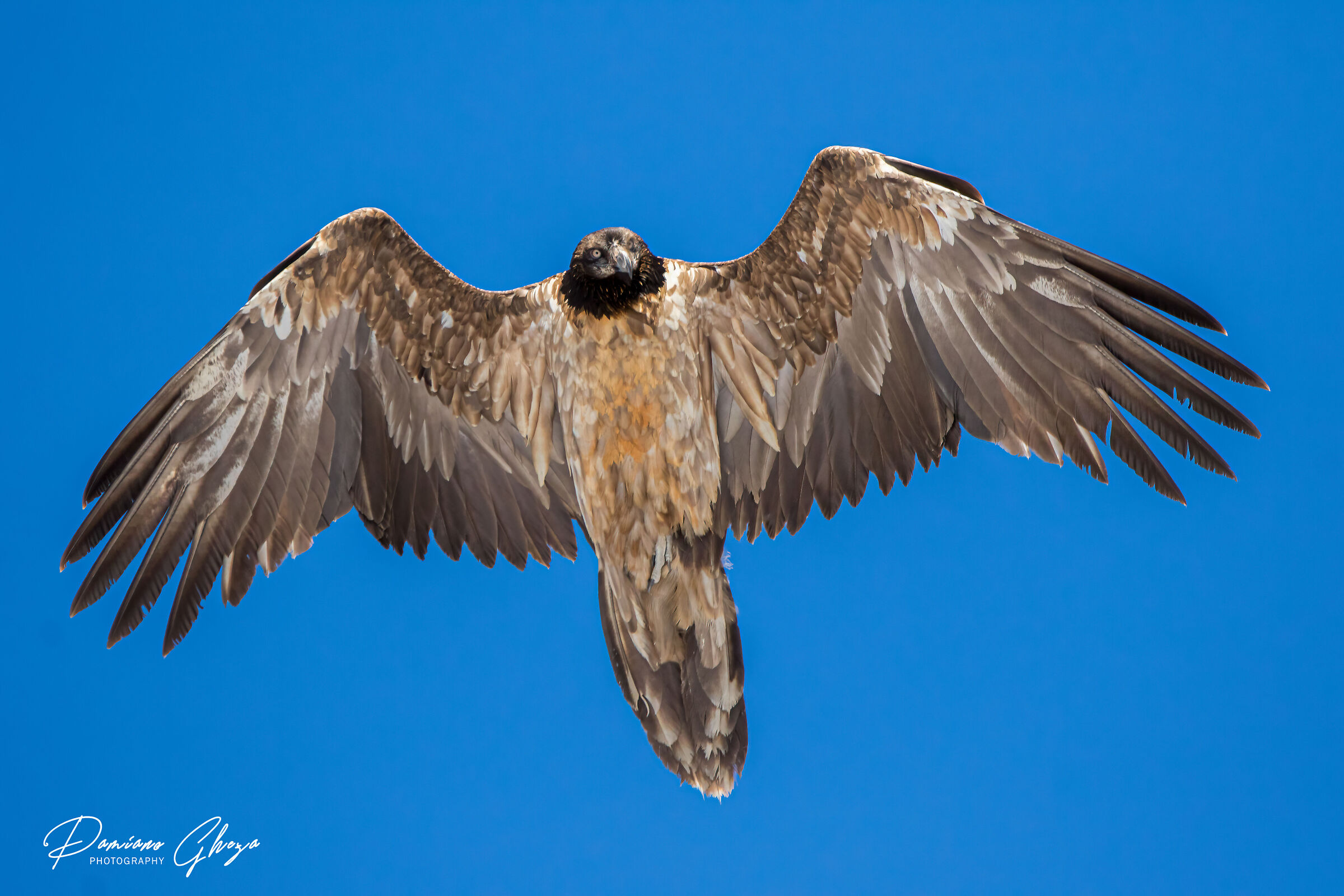 Bearded Vulture ...