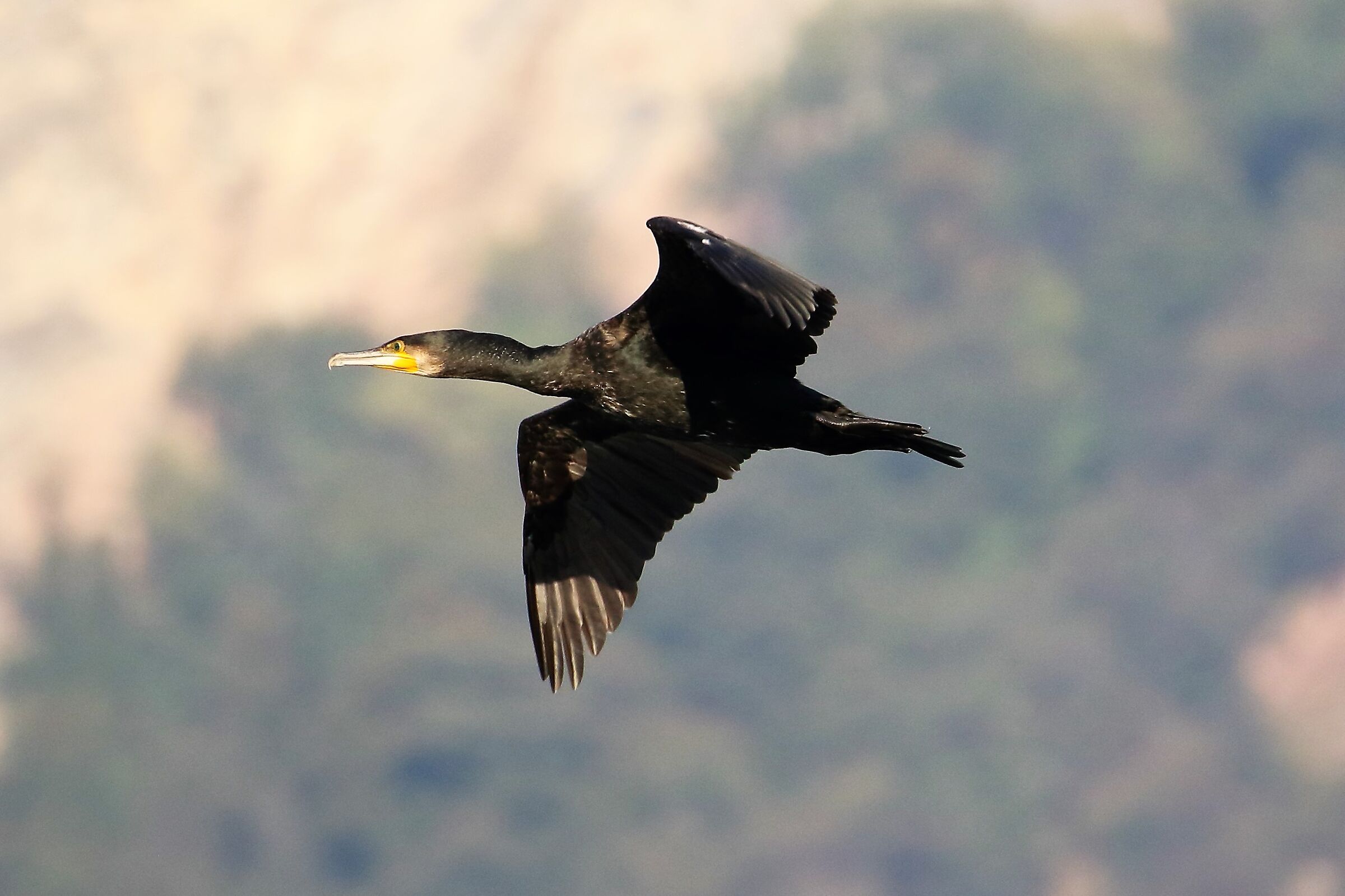 cormorant...