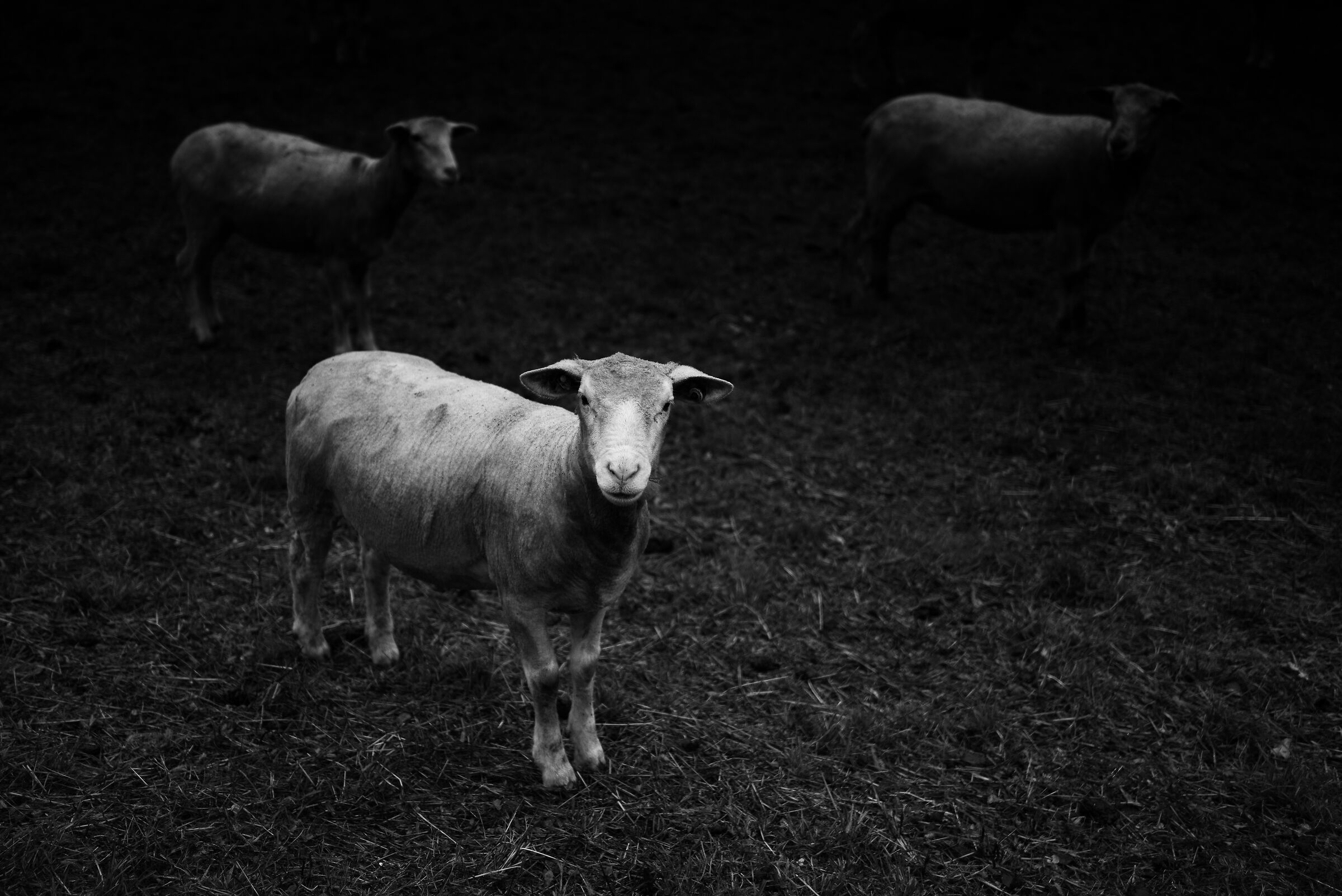 Pecore verso sera...
