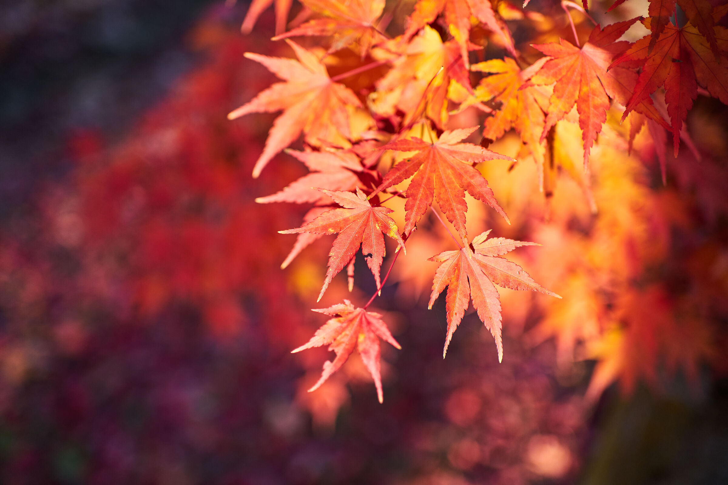 Autumn colors 4...