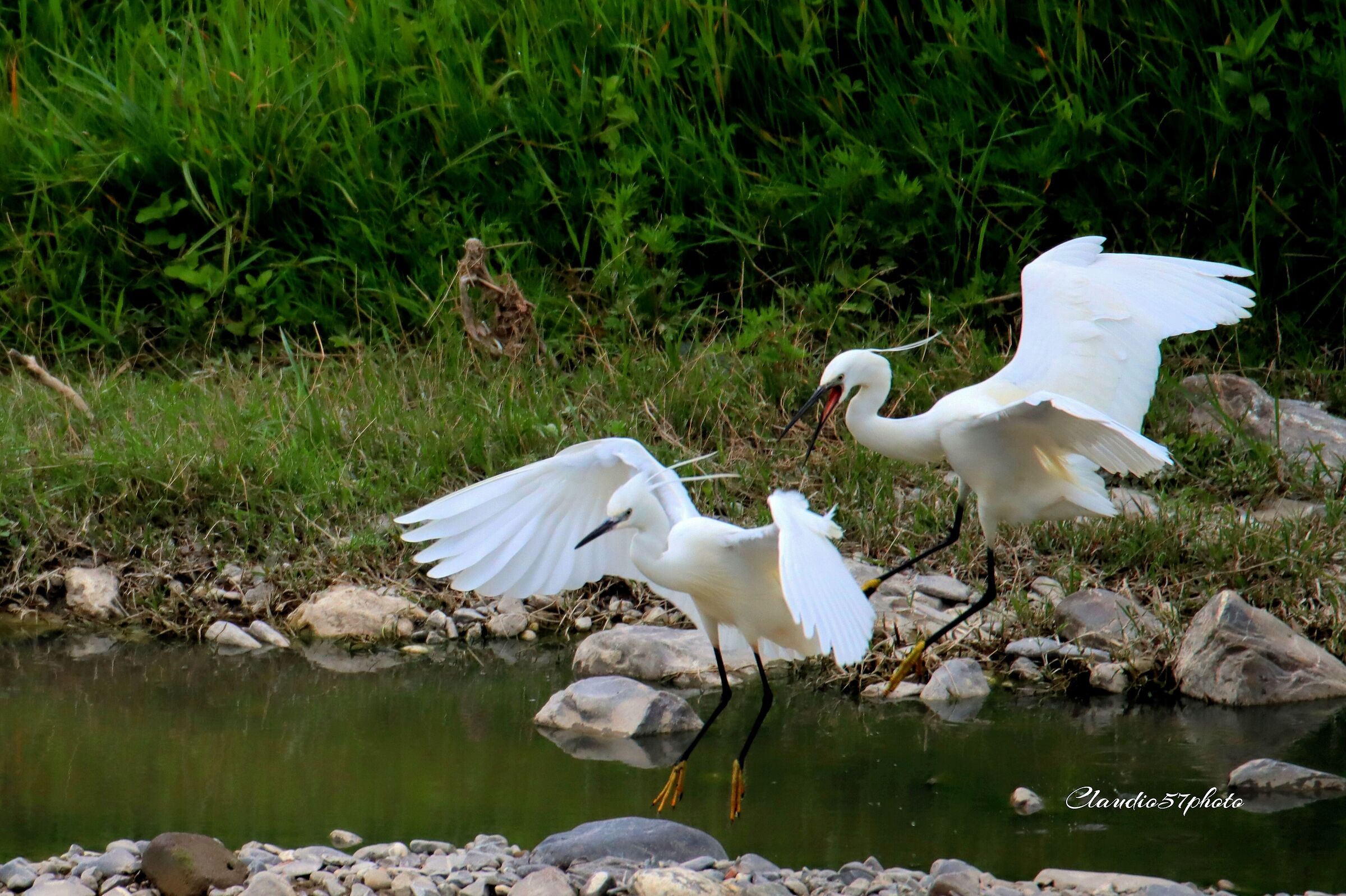 egret brawler...