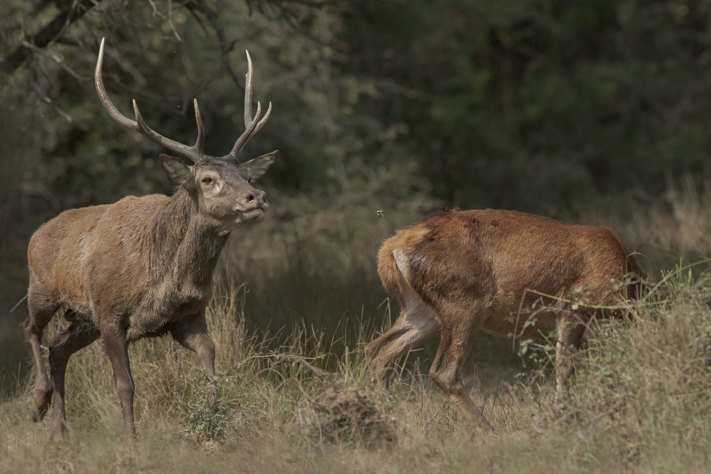 male sample of Sardinian deer...