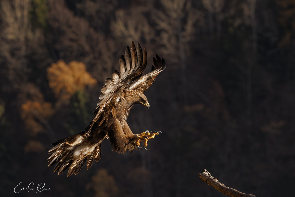 autumn eagle-Italian Alps...