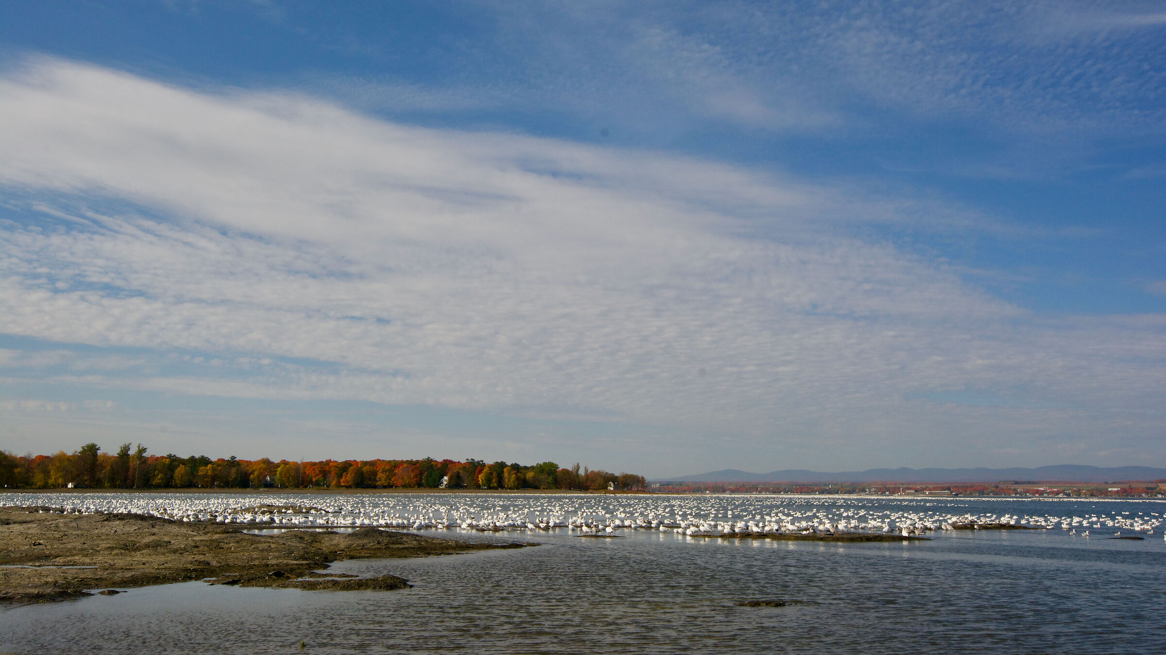 A carpet of geese on the St. Lawrence River...