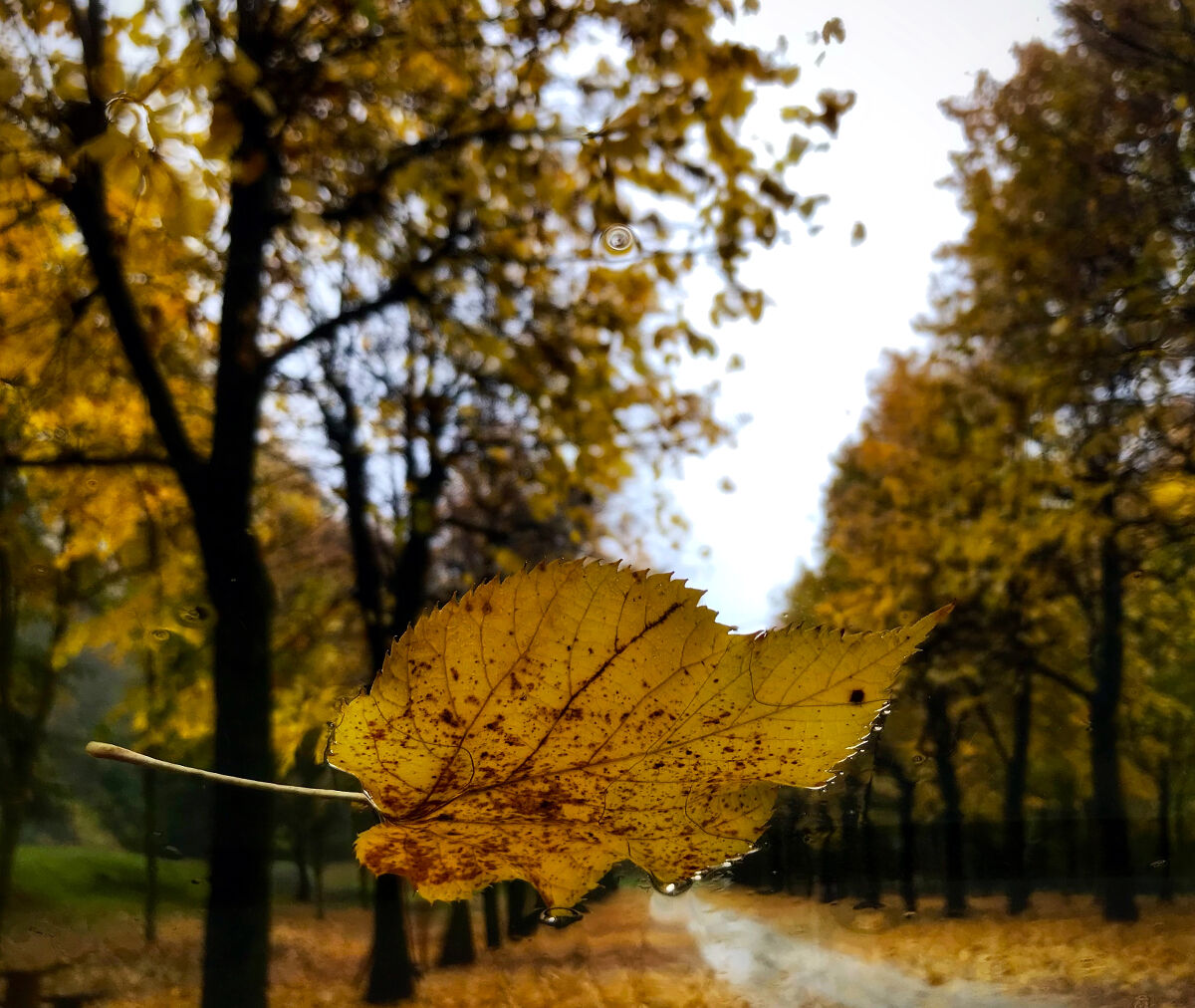 L'essenza dell'autunno...