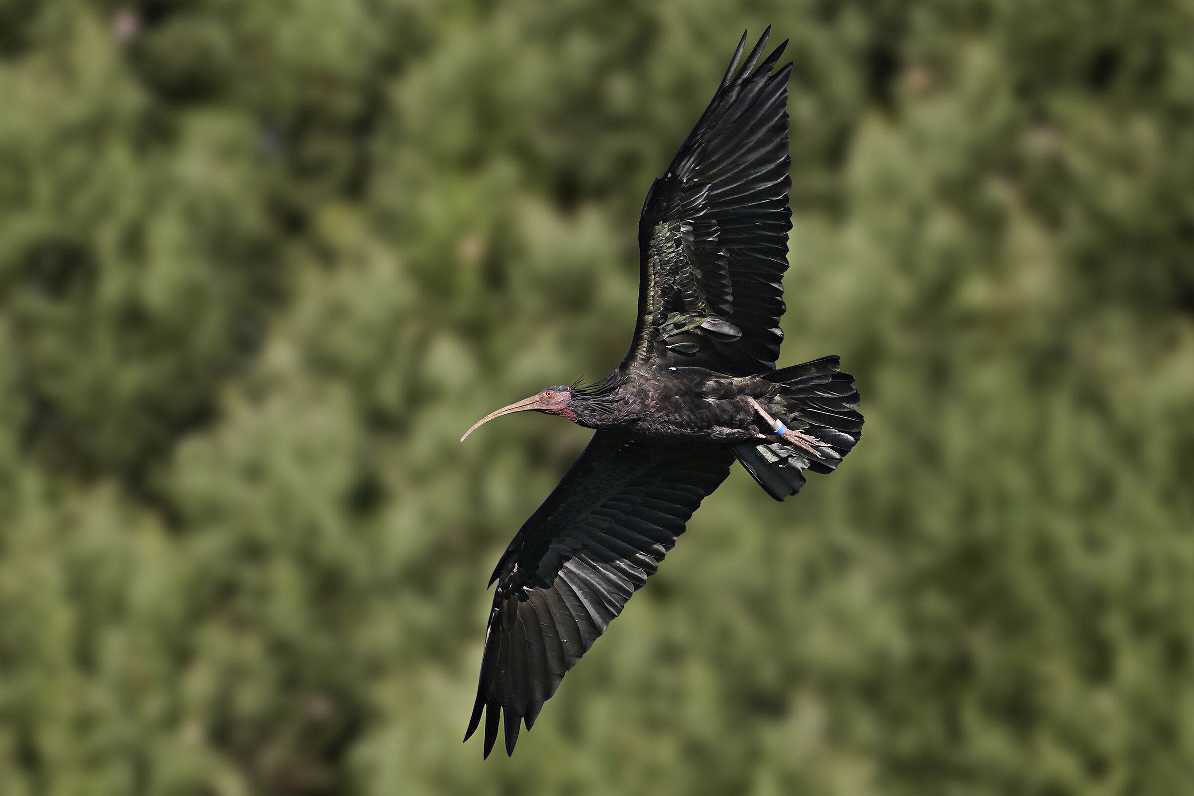 La virata dell'ibis eremita...