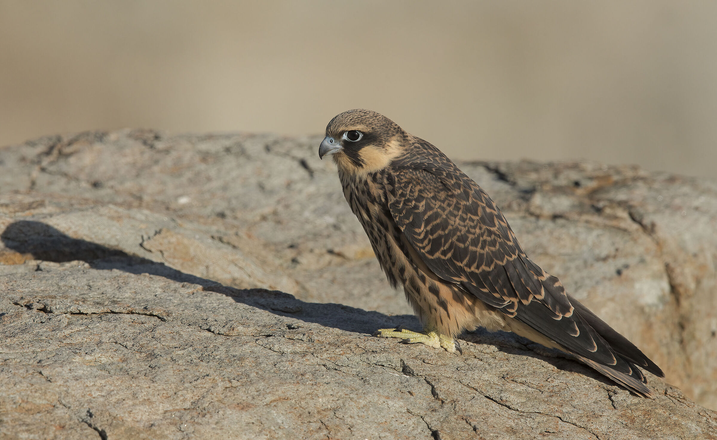 queen's falcon(falco eleonorae)...