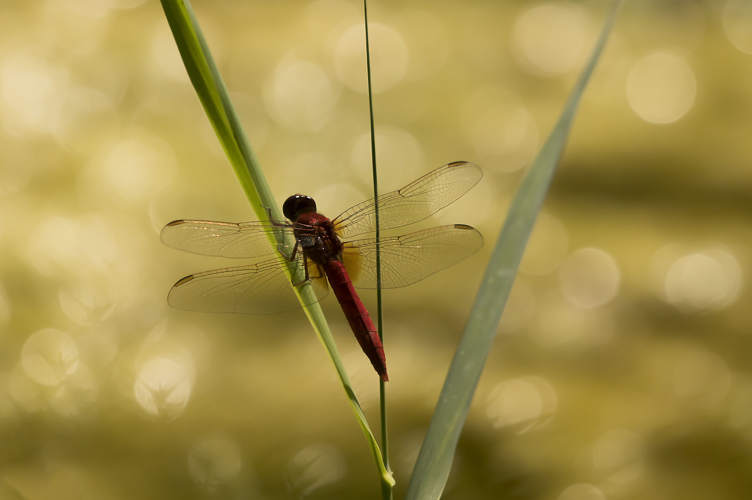 red dragonfly...