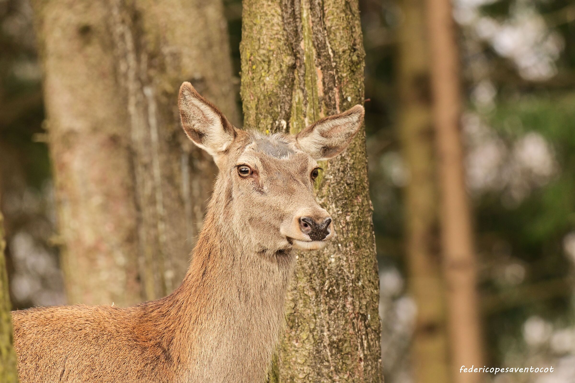 Female deer ...