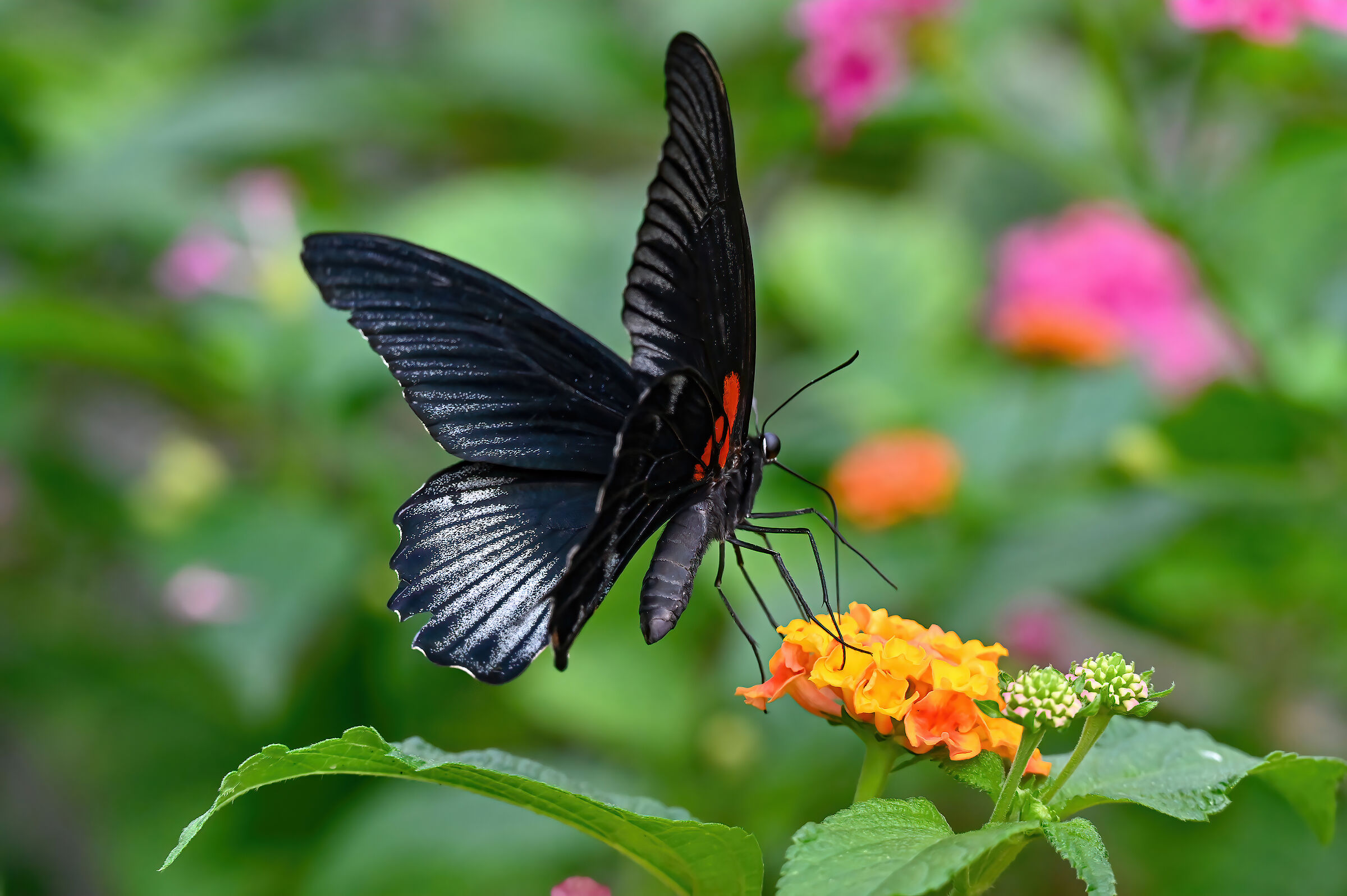 Papilio Memnon...