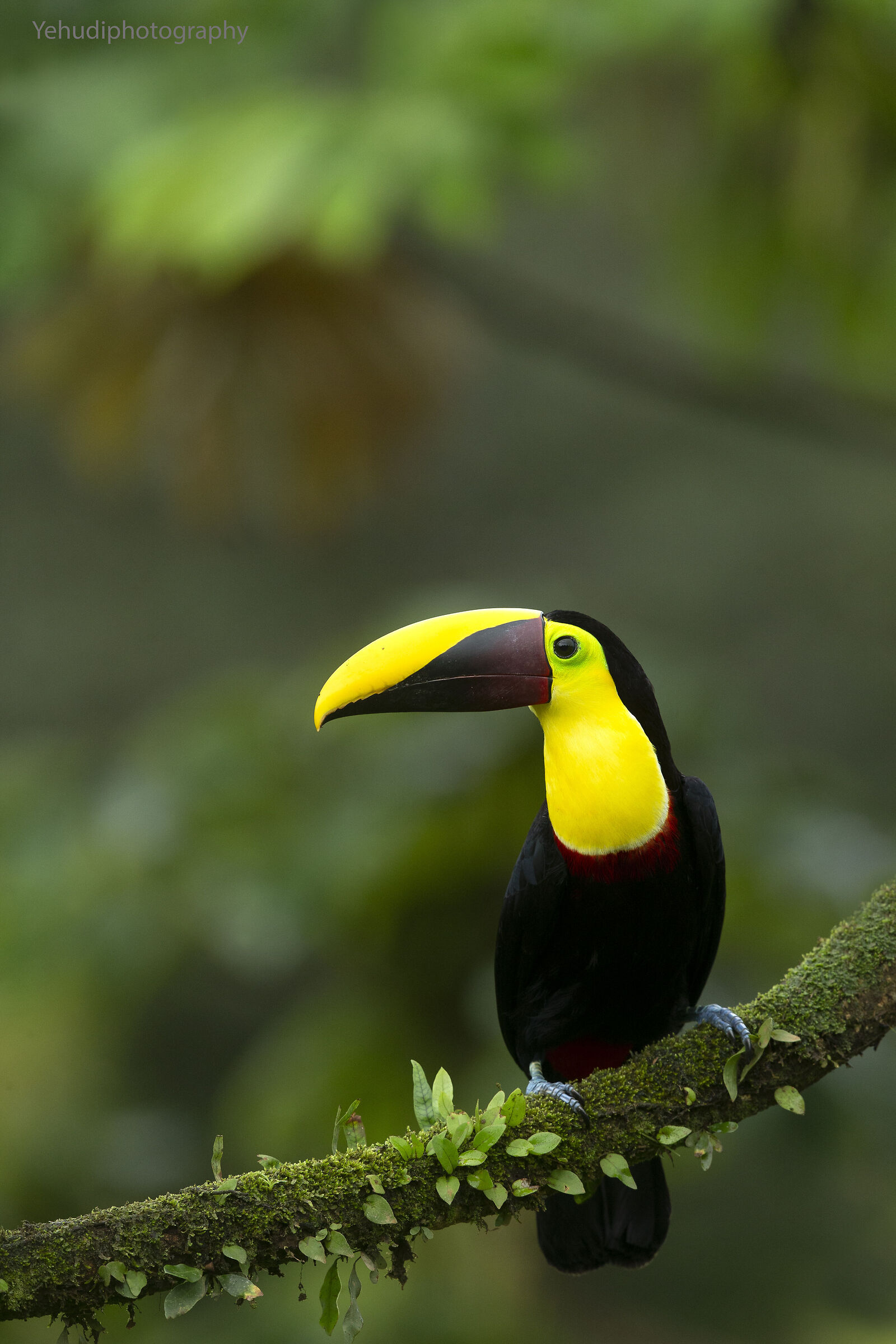 Black mandible toucan...