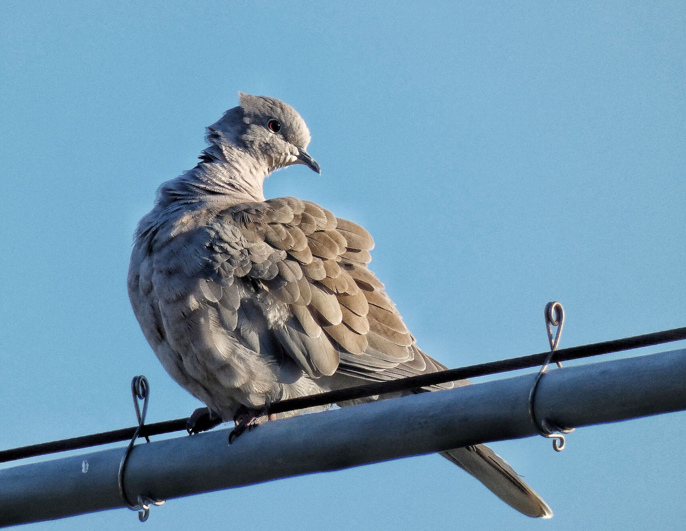 Turtledove with a shaggy collar....