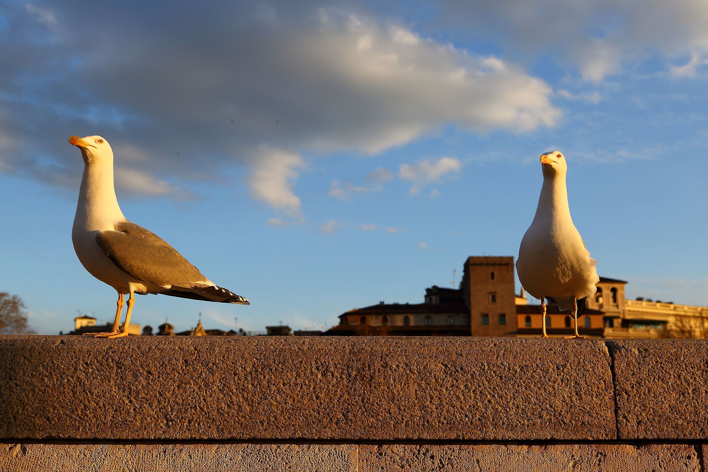City gulls...