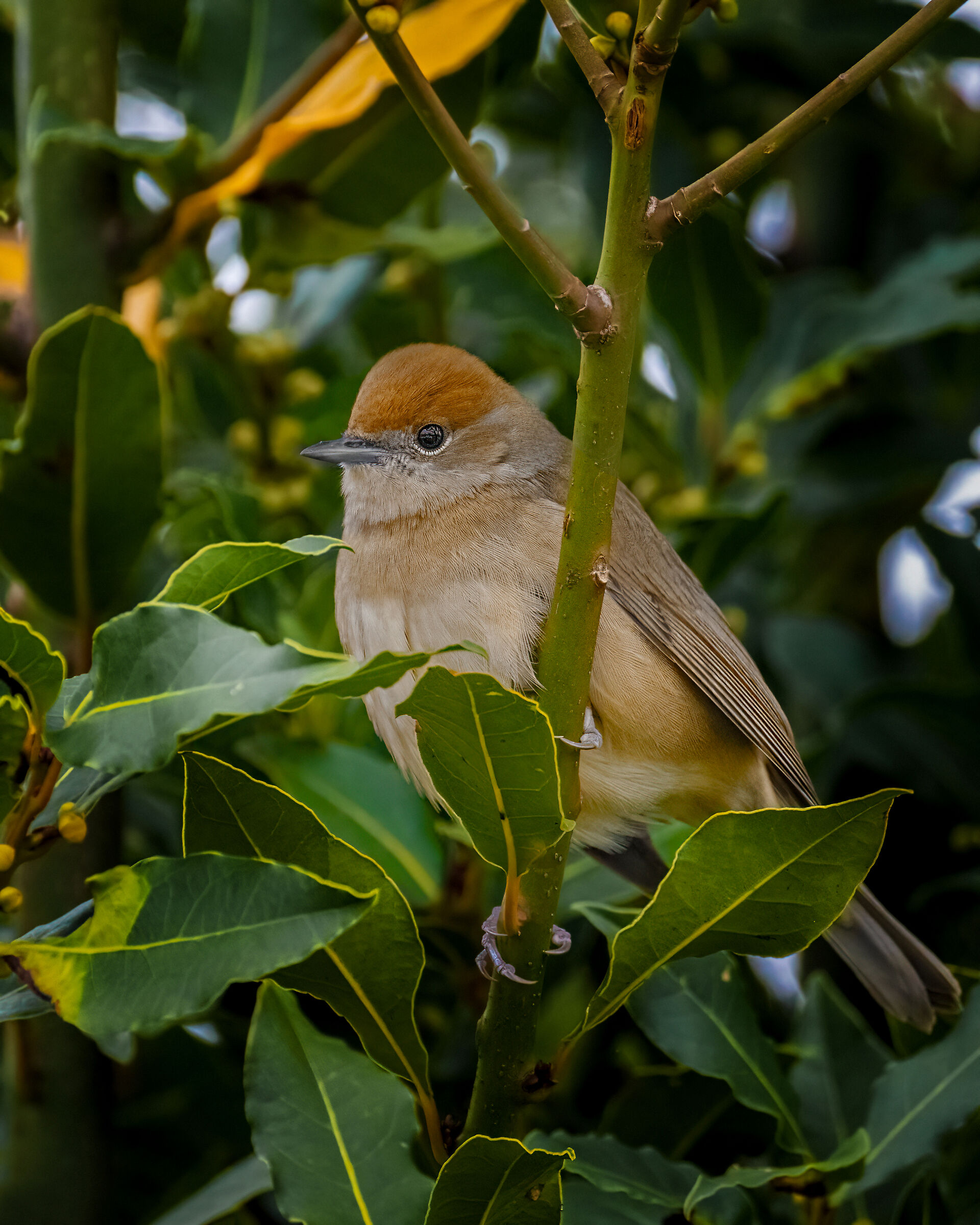 Female black cap in laurel hedge...
