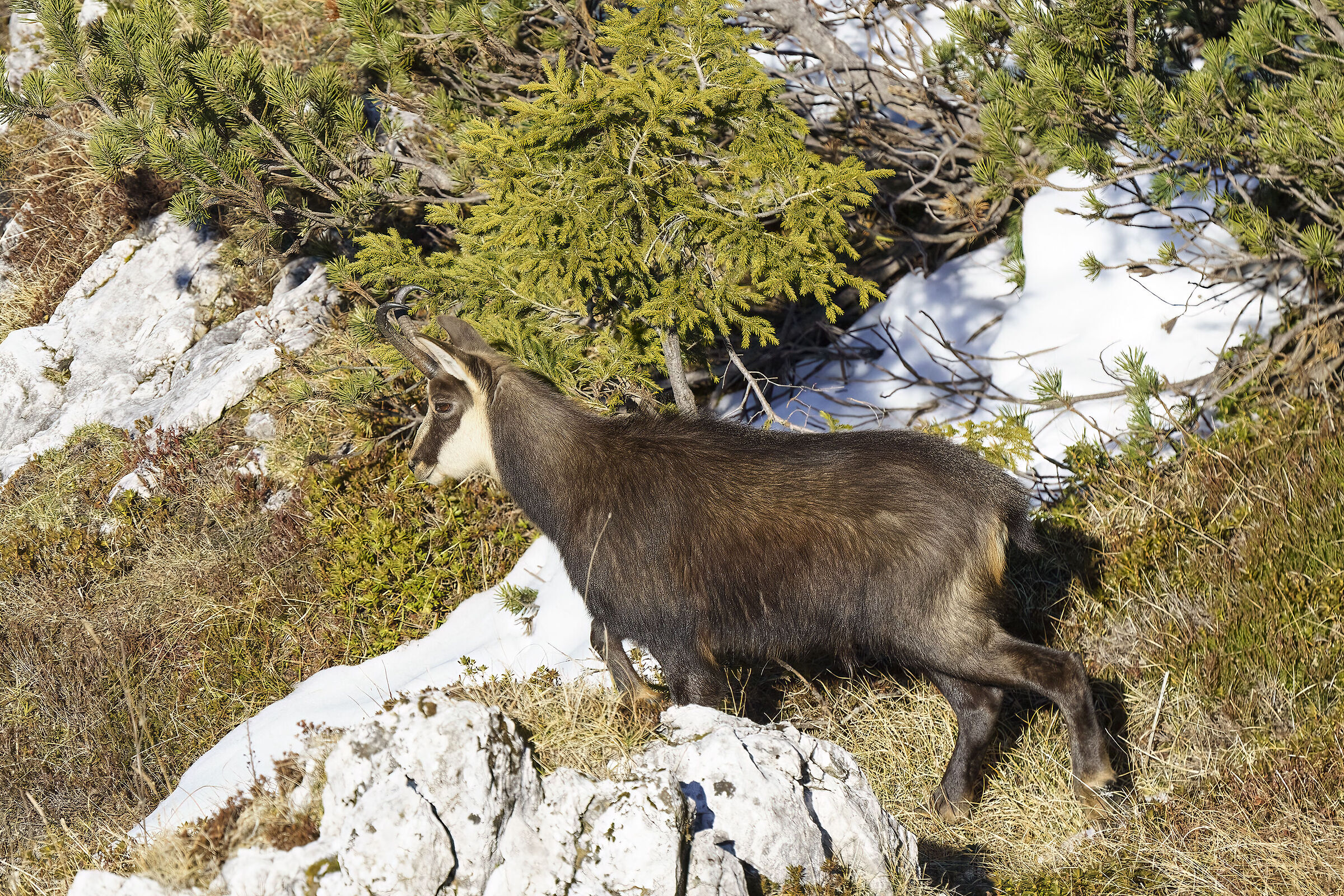 Chamois...