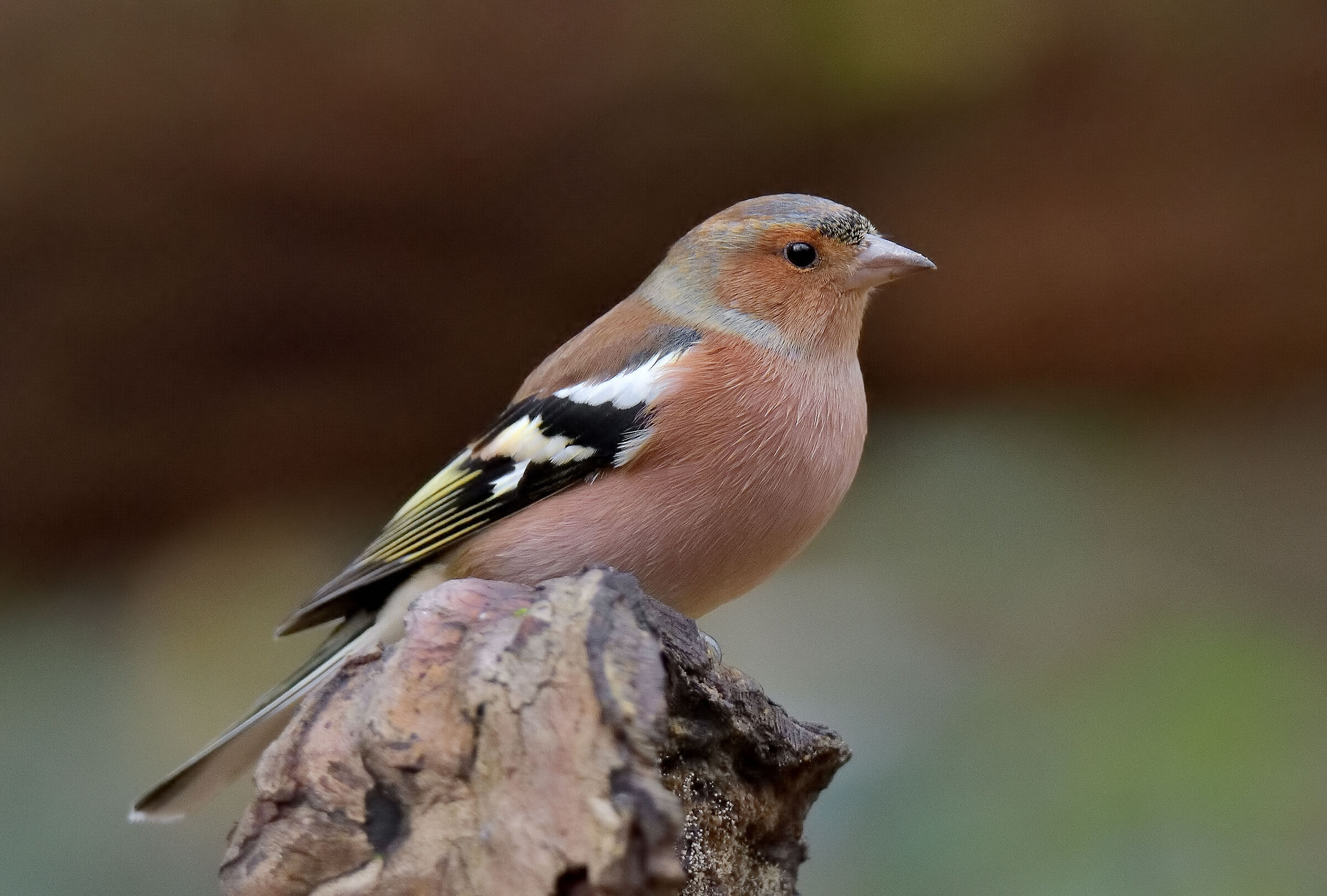 a nice male chaffinch...
