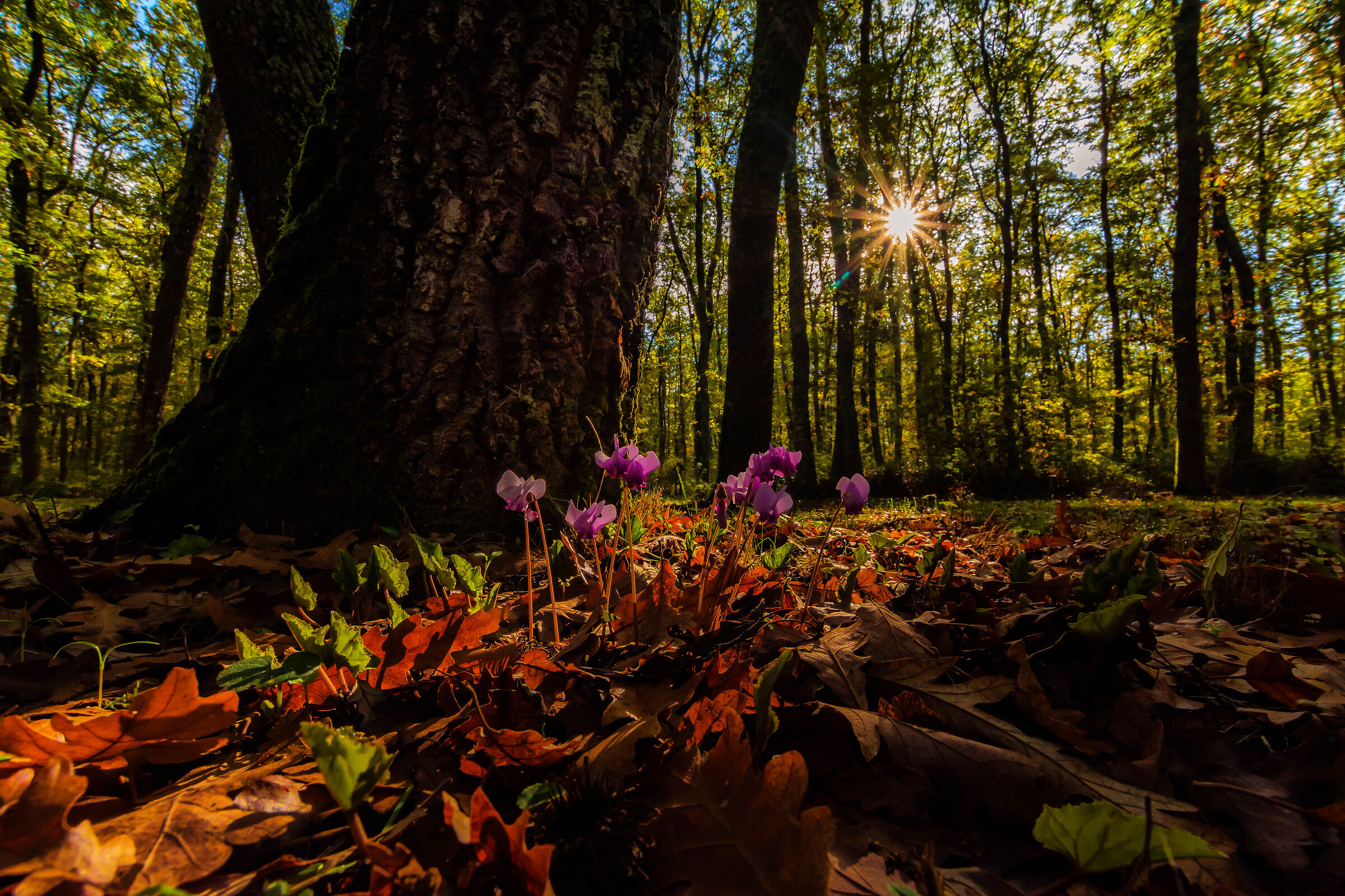 Moss in autumn...