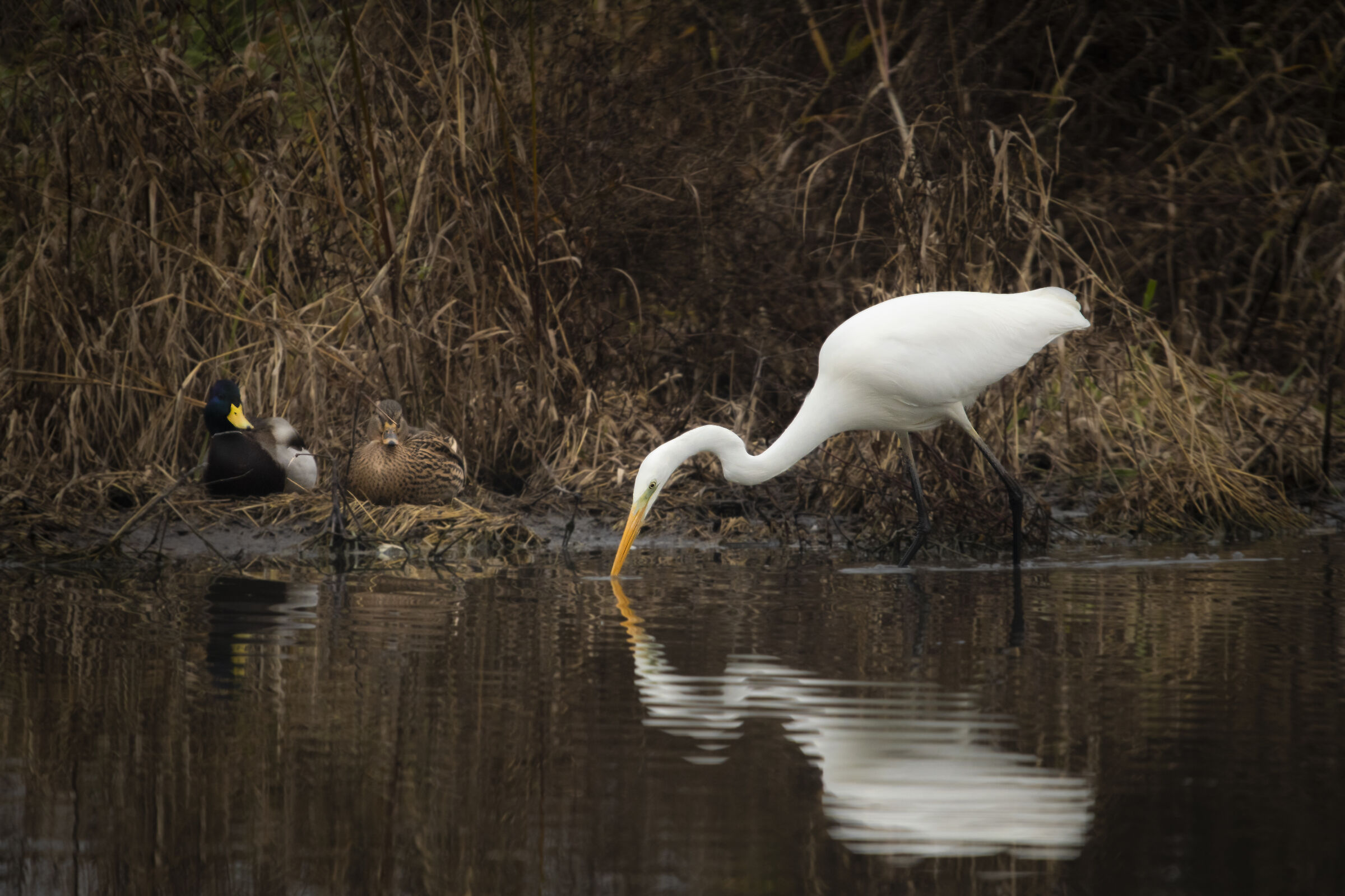 Great white heron on the hunt...