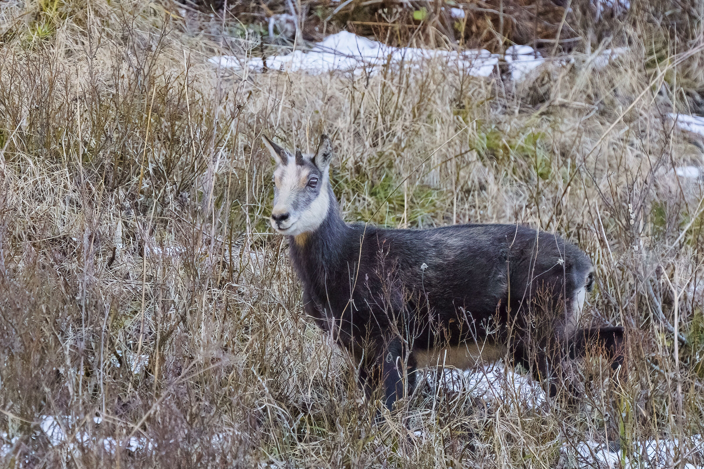 Chamois...