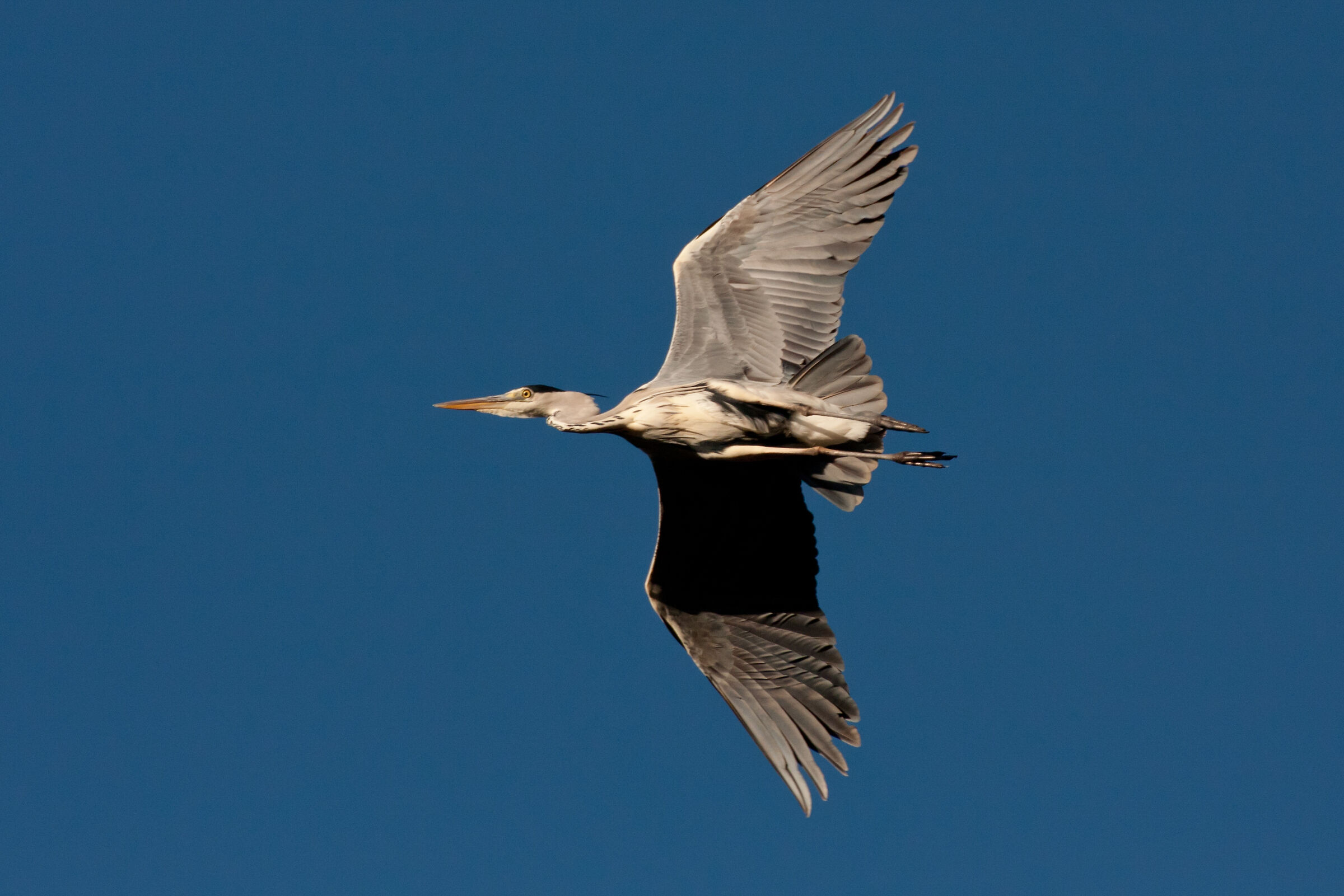 Gray heron low flight....