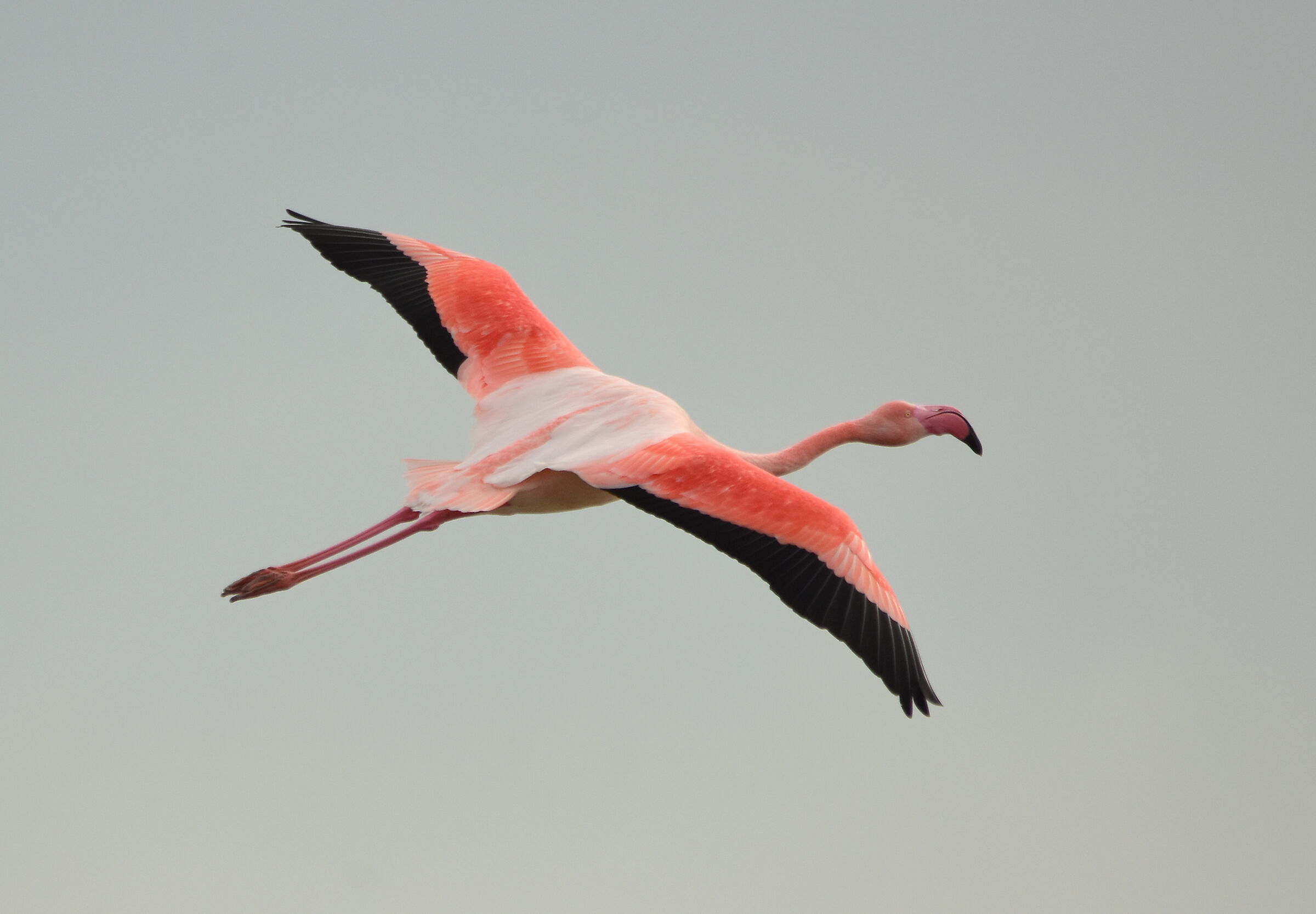 Pink flamingo in flight...