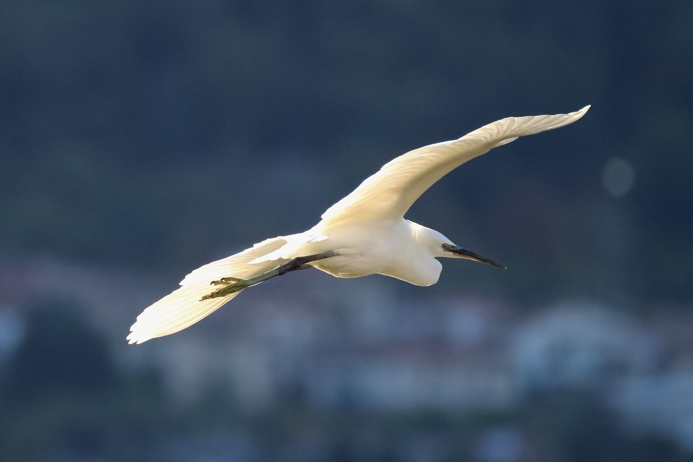 egret...