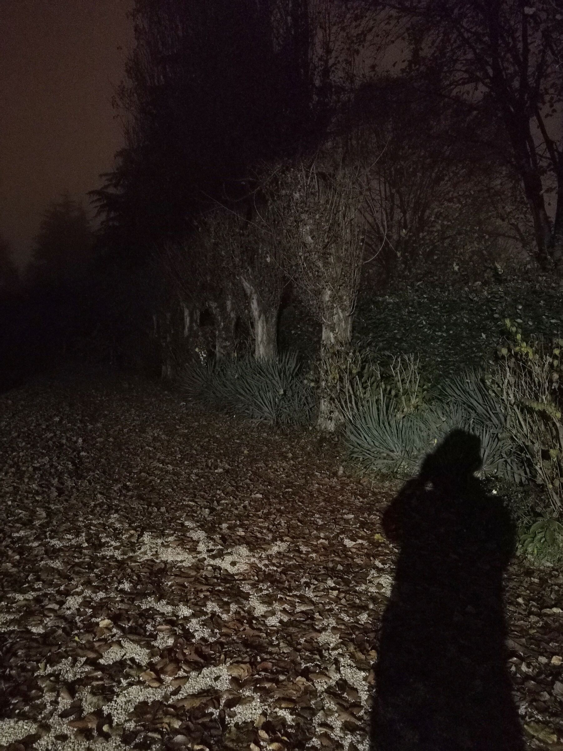 My shadow photographing a tree-lined avenue...