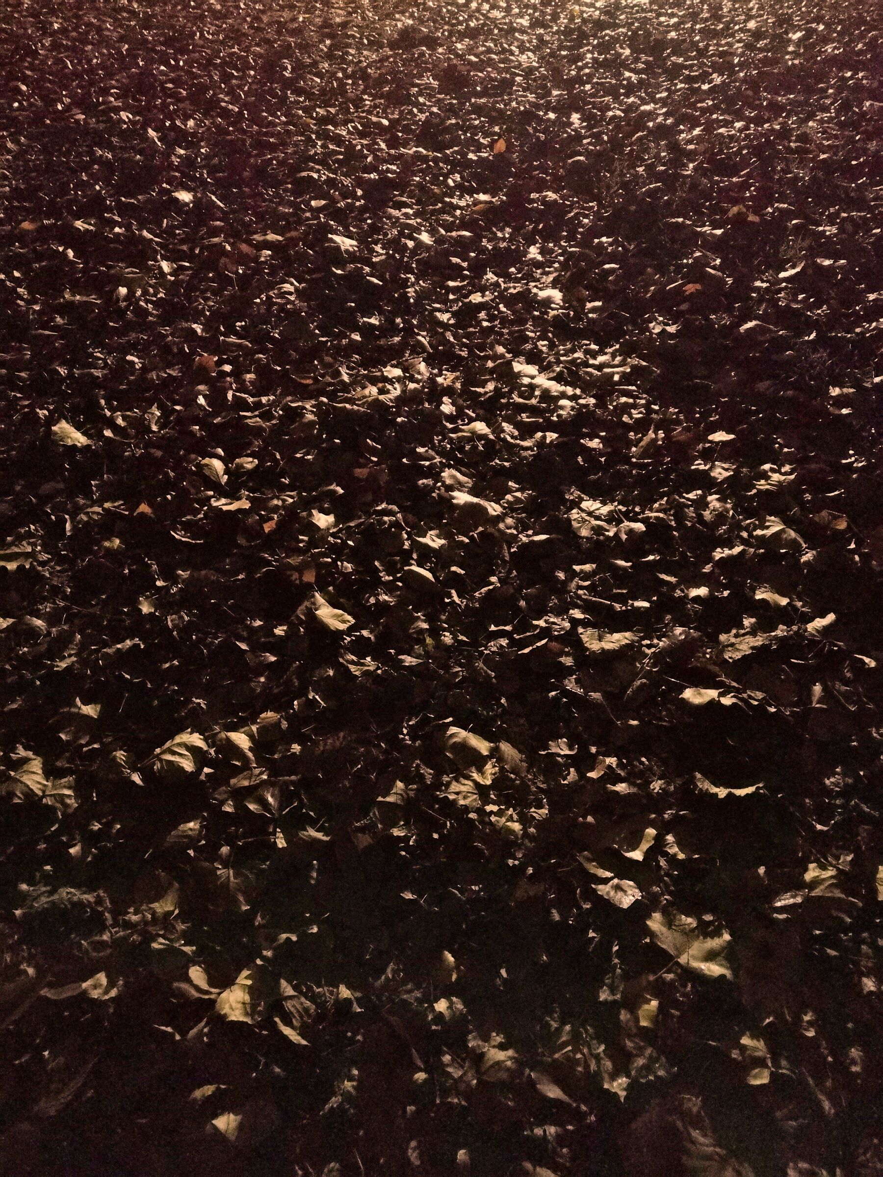 Carpet of fallen leaves in the evening...