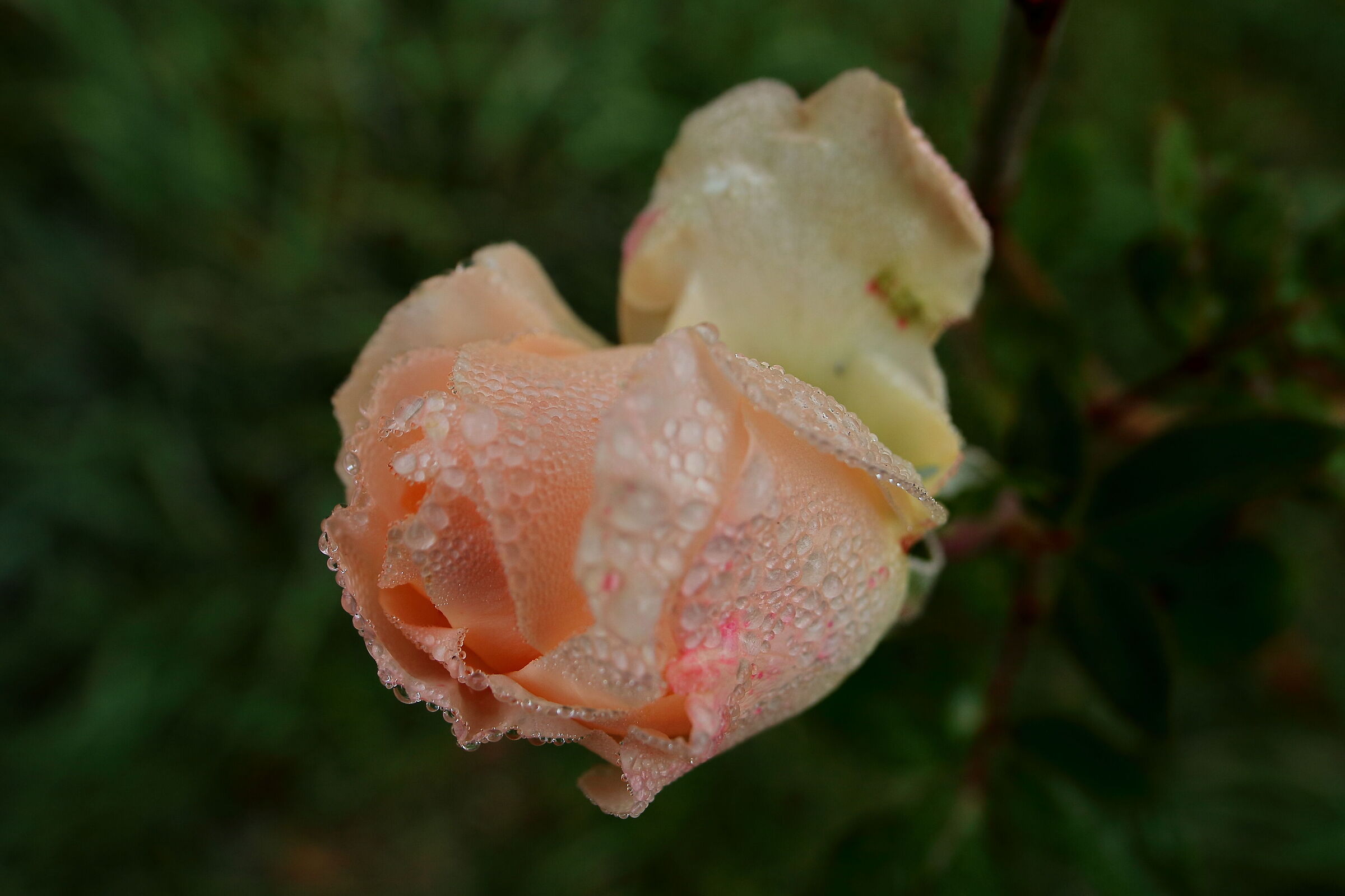 una rosa coperta di rugiada...