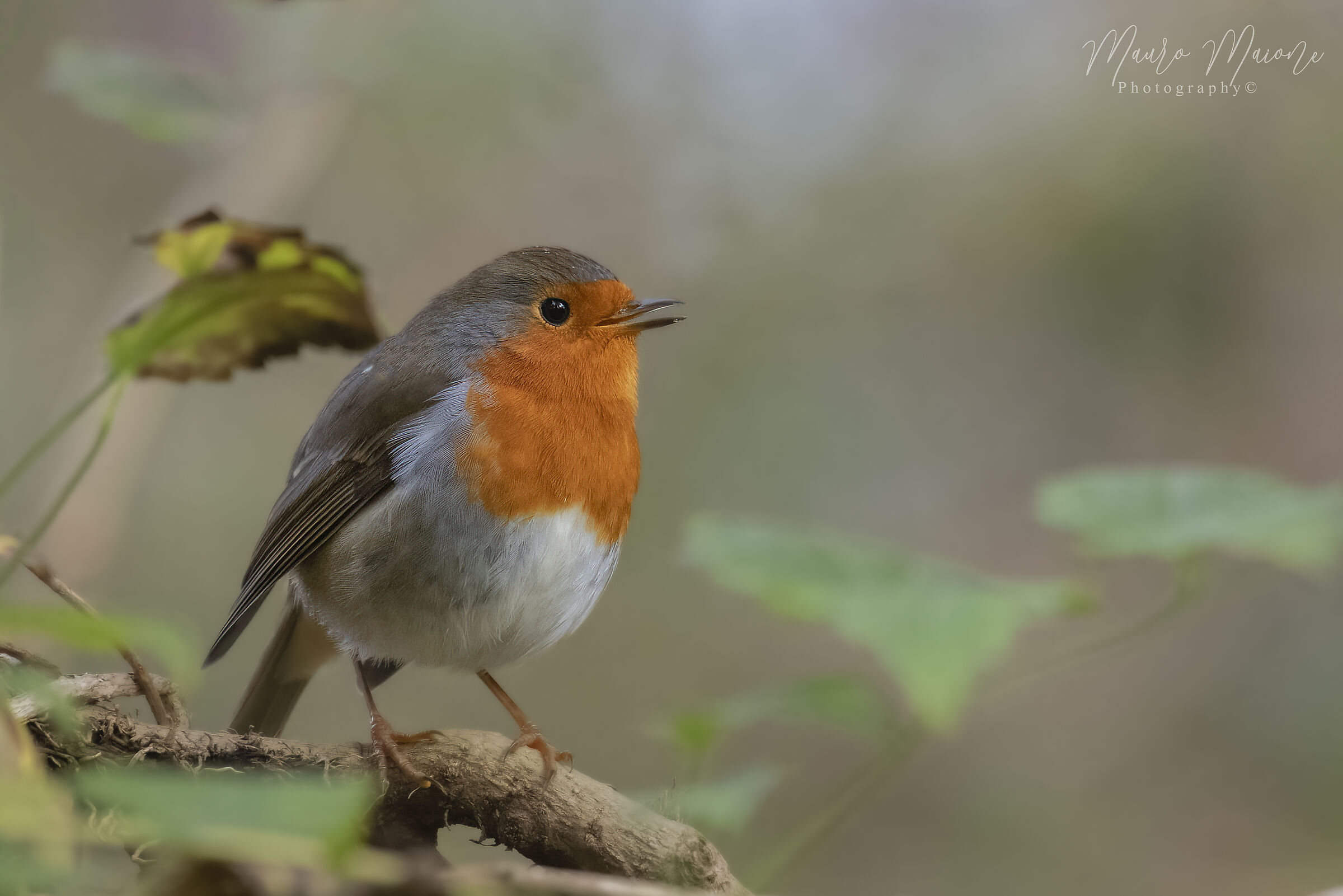 always beautiful robin...