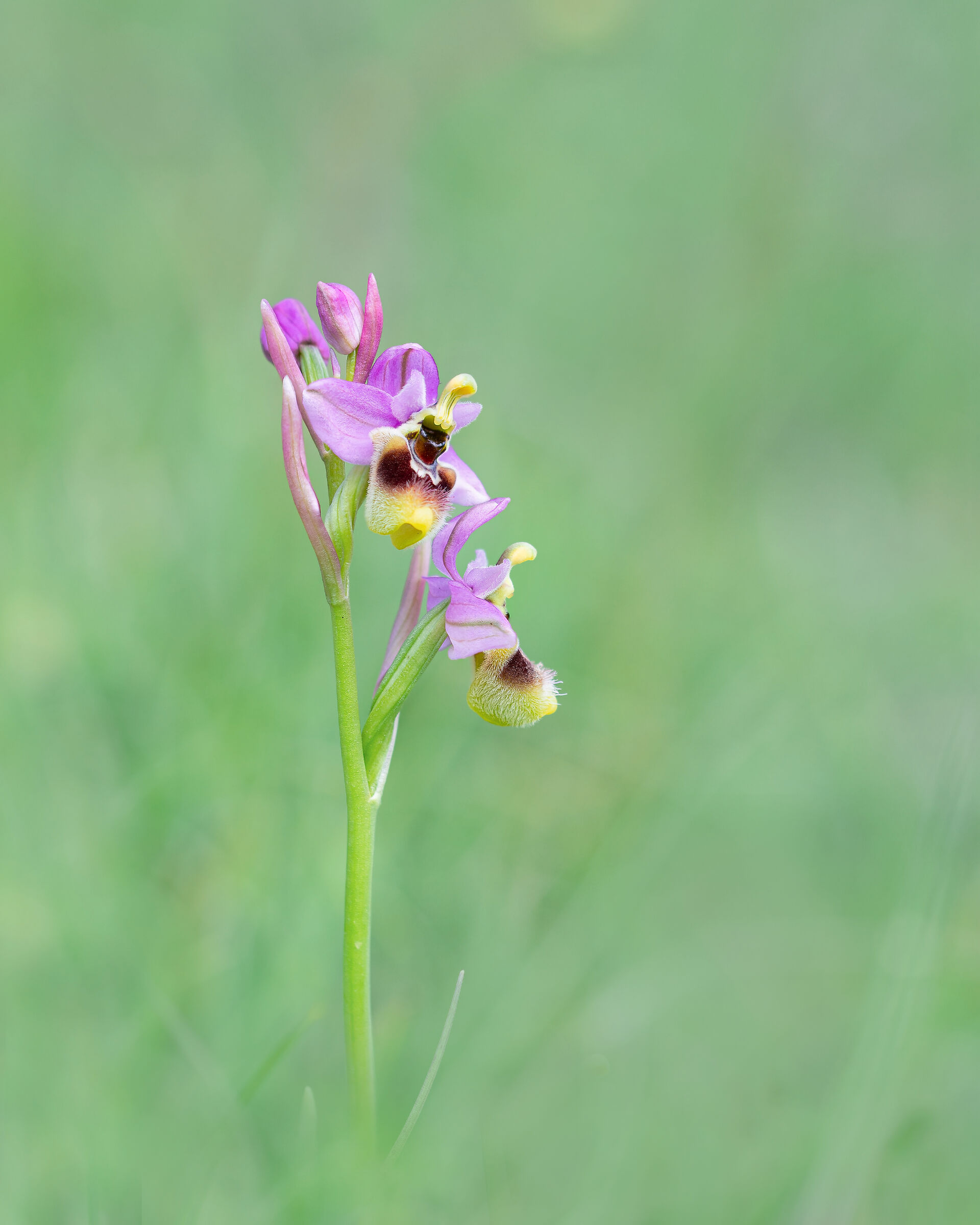 Ophrys tenthredinifera 3...