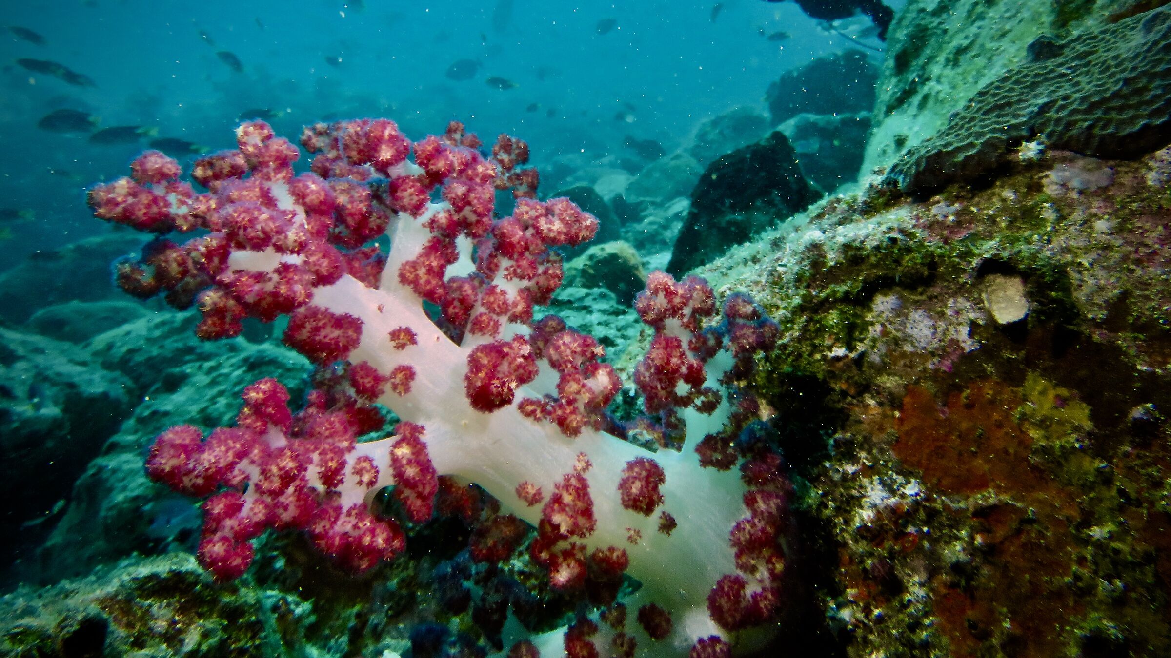 Soft corals...