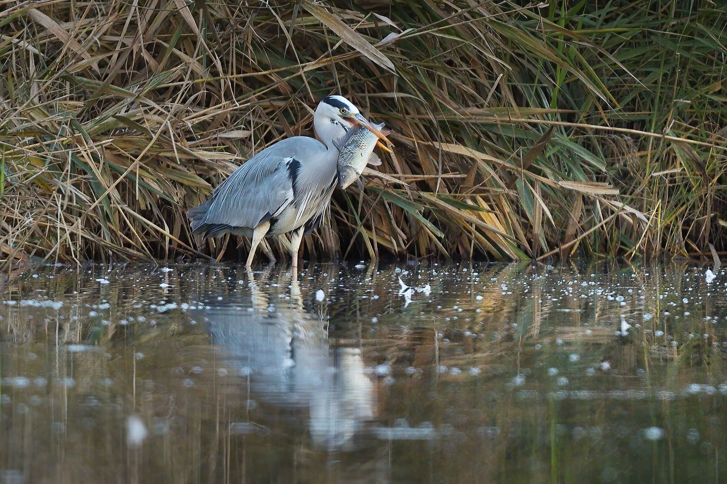 Grey heron with prey...