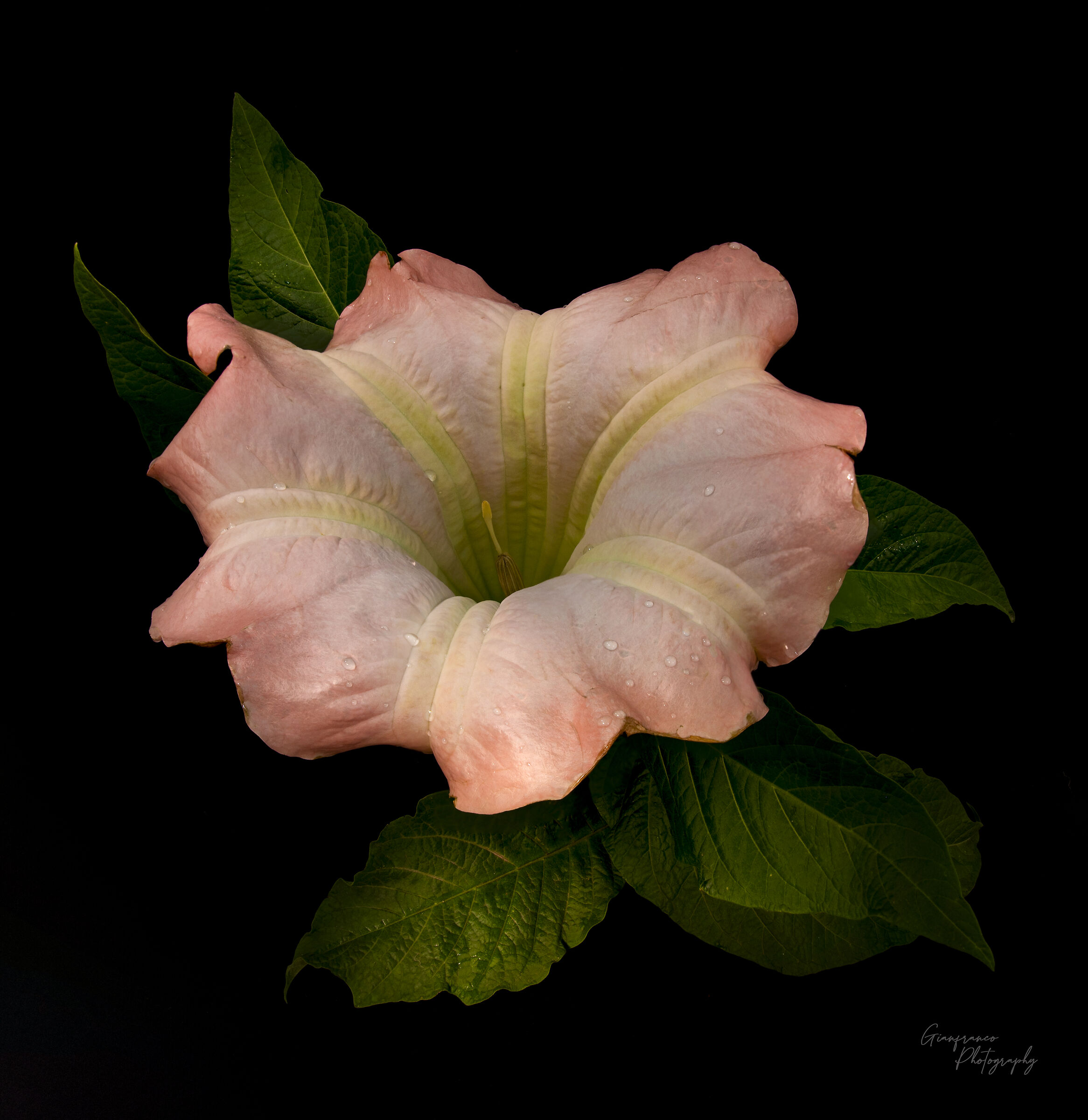 Brugmansia flower...