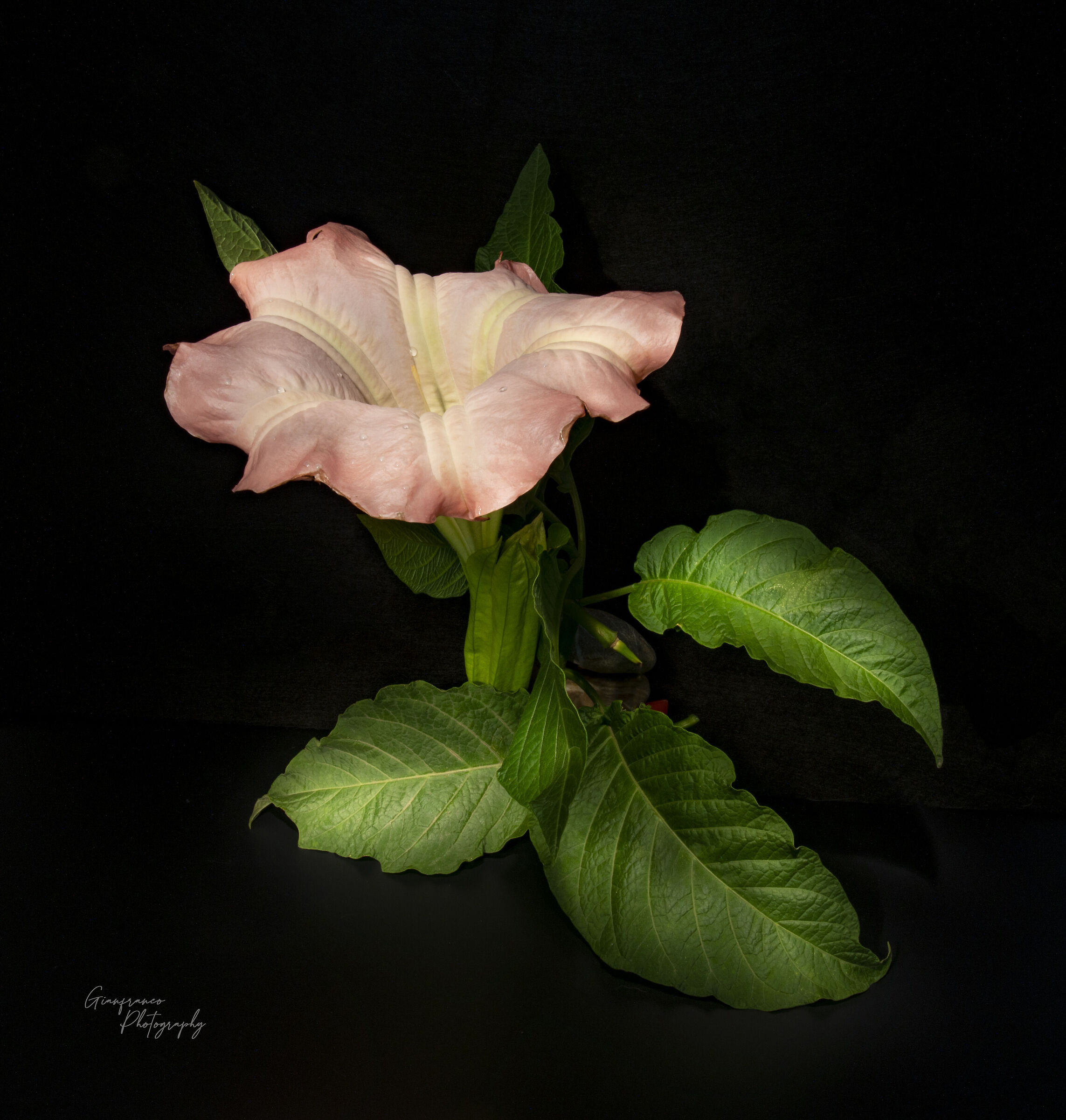 Brugmansia flower (other view)...