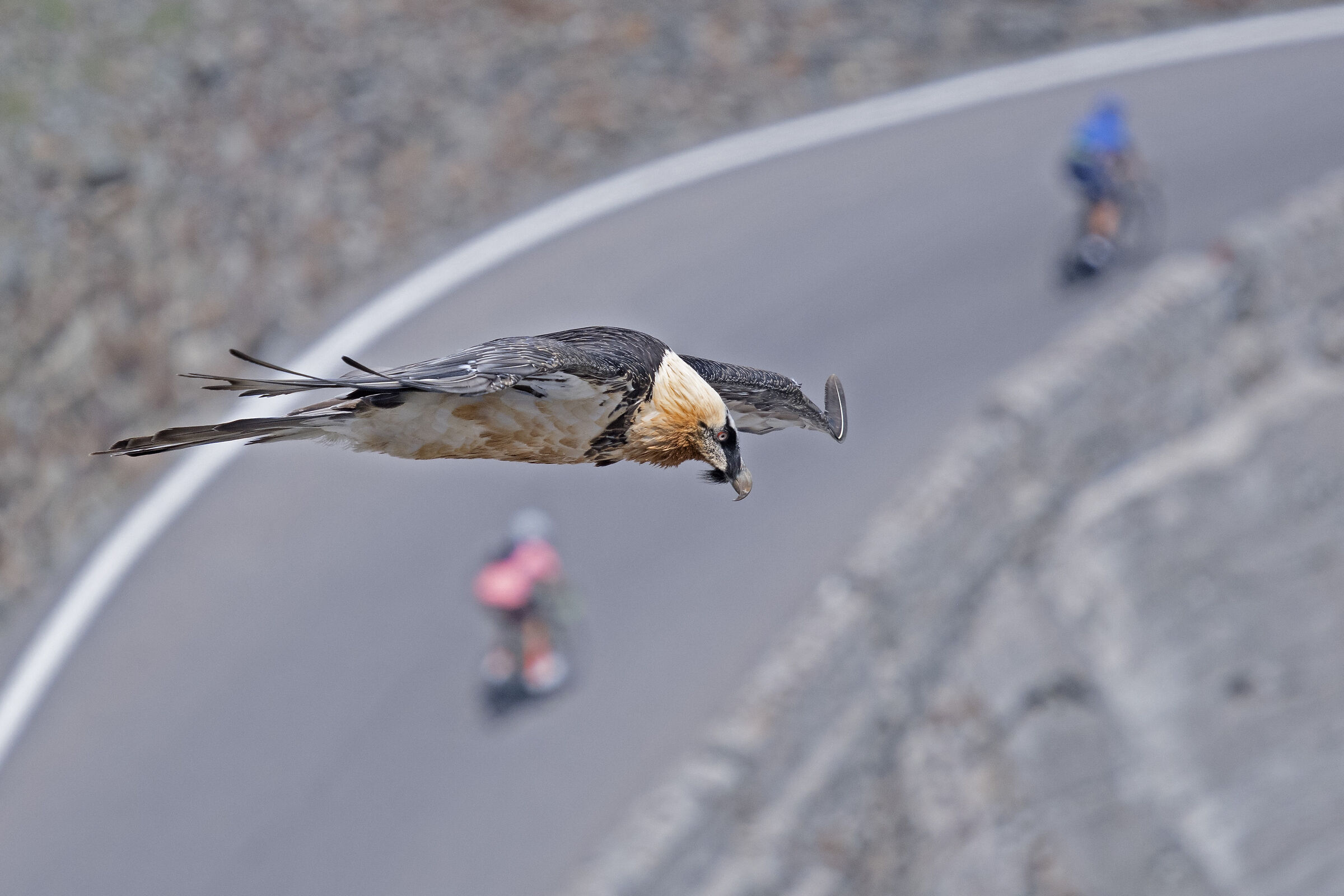 The Bearded Vulture of the Stelvio...