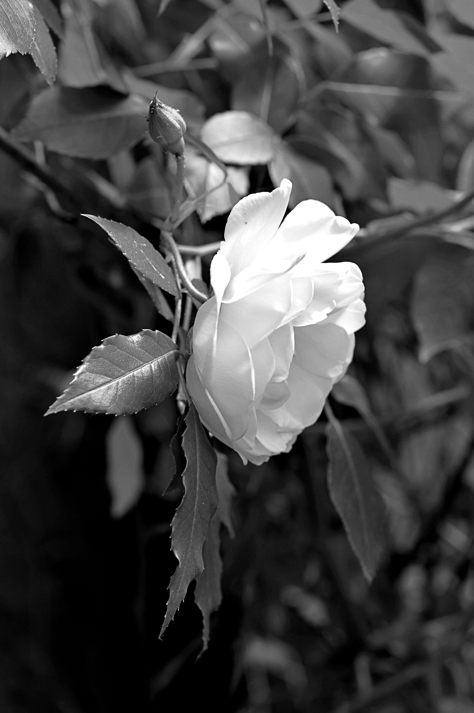 Rosa in bianco e nero...
